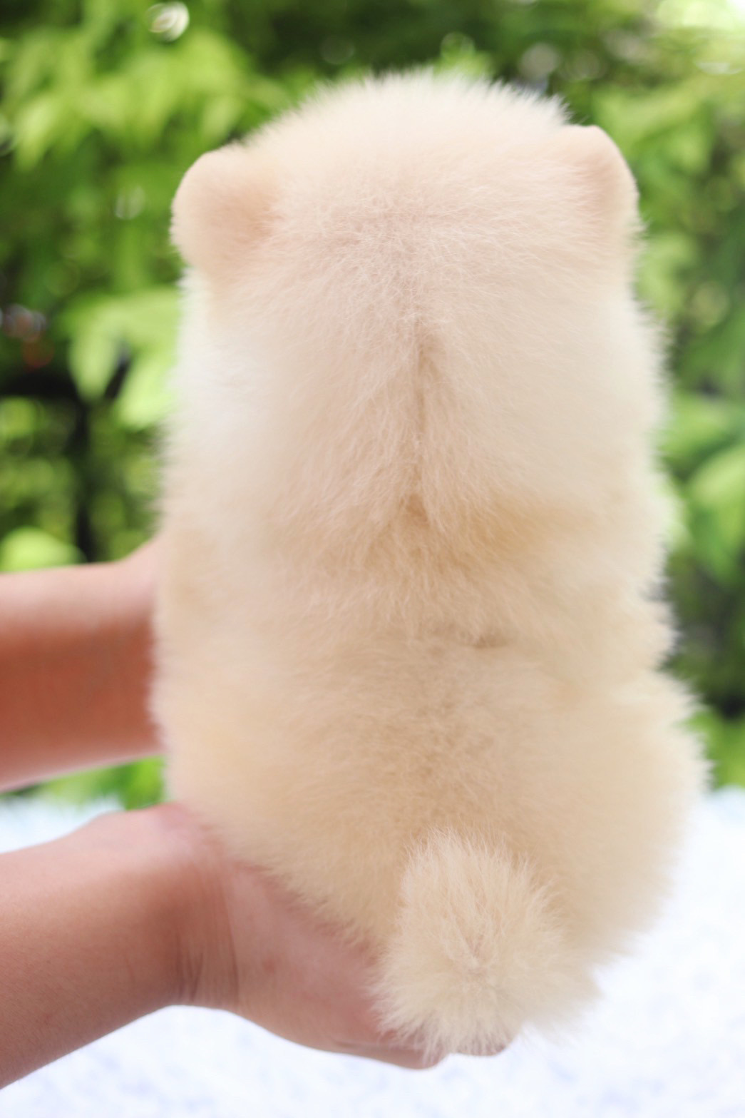 ปอมเมอเรเนียน เพศผู้สีครีม