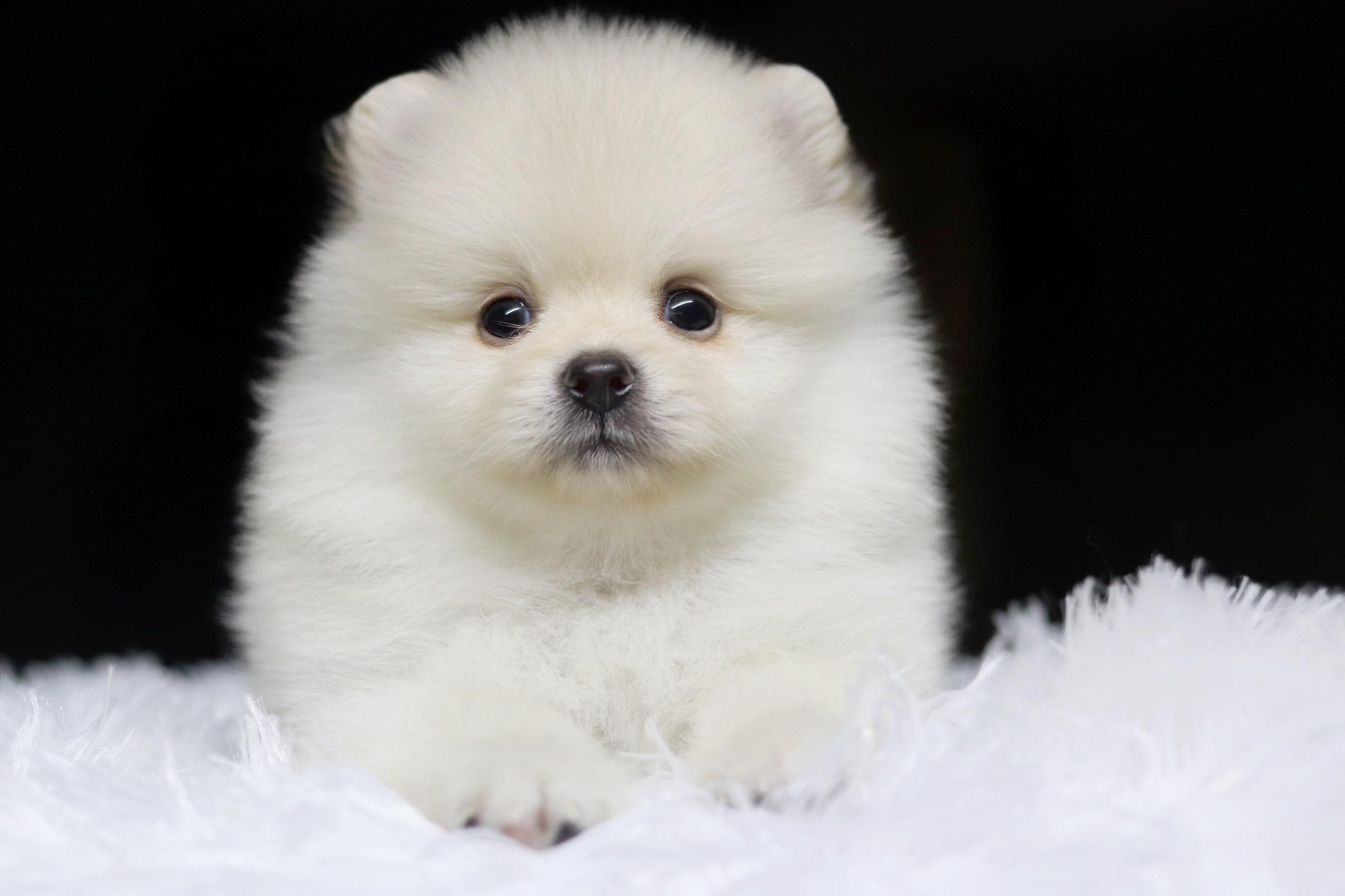 ปอมเมอเรเนียน เพศผู้ สีขาวครีม