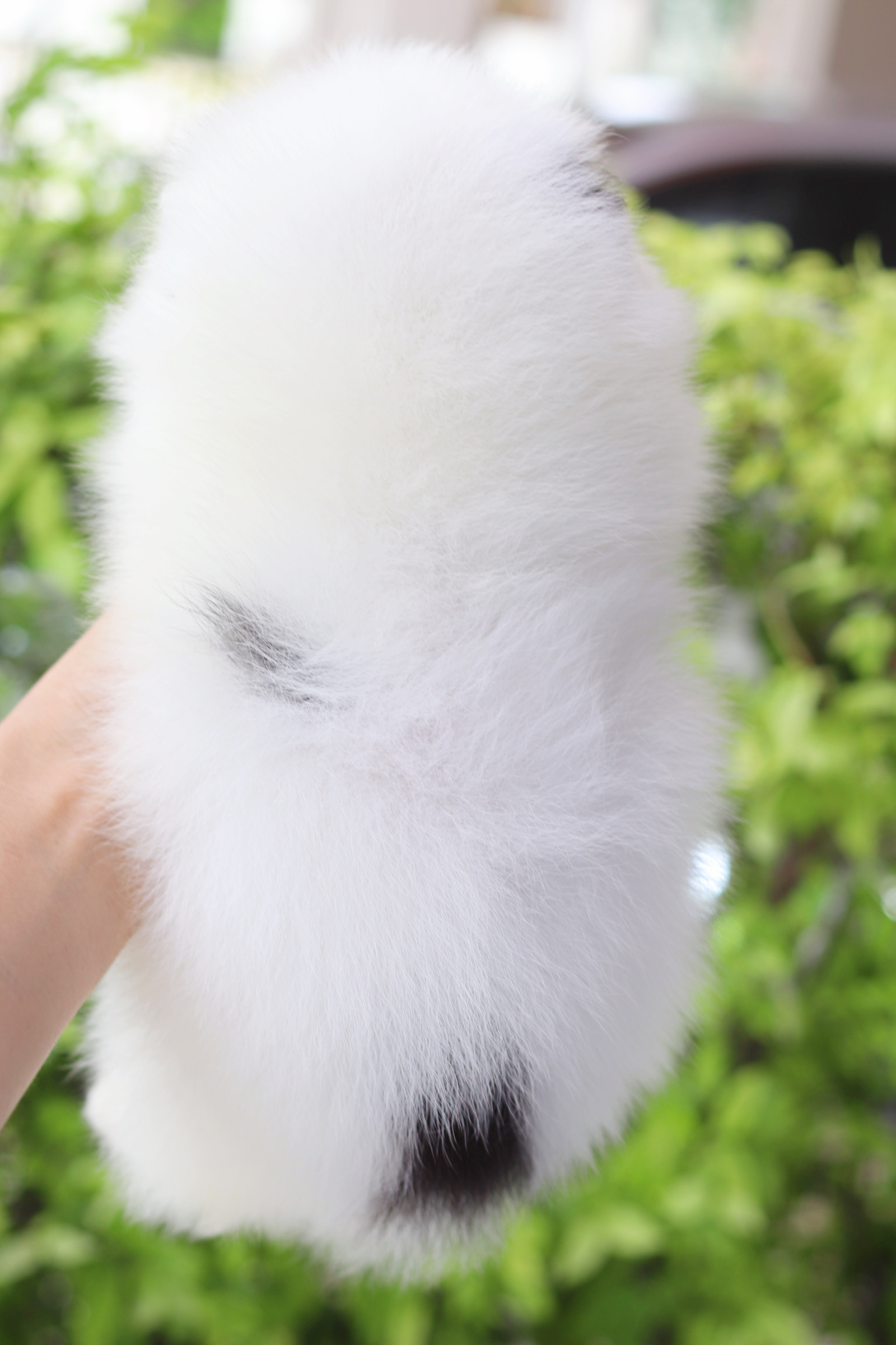 ปอมเมอเรเนียน เพศผู้ สีแฟนซี