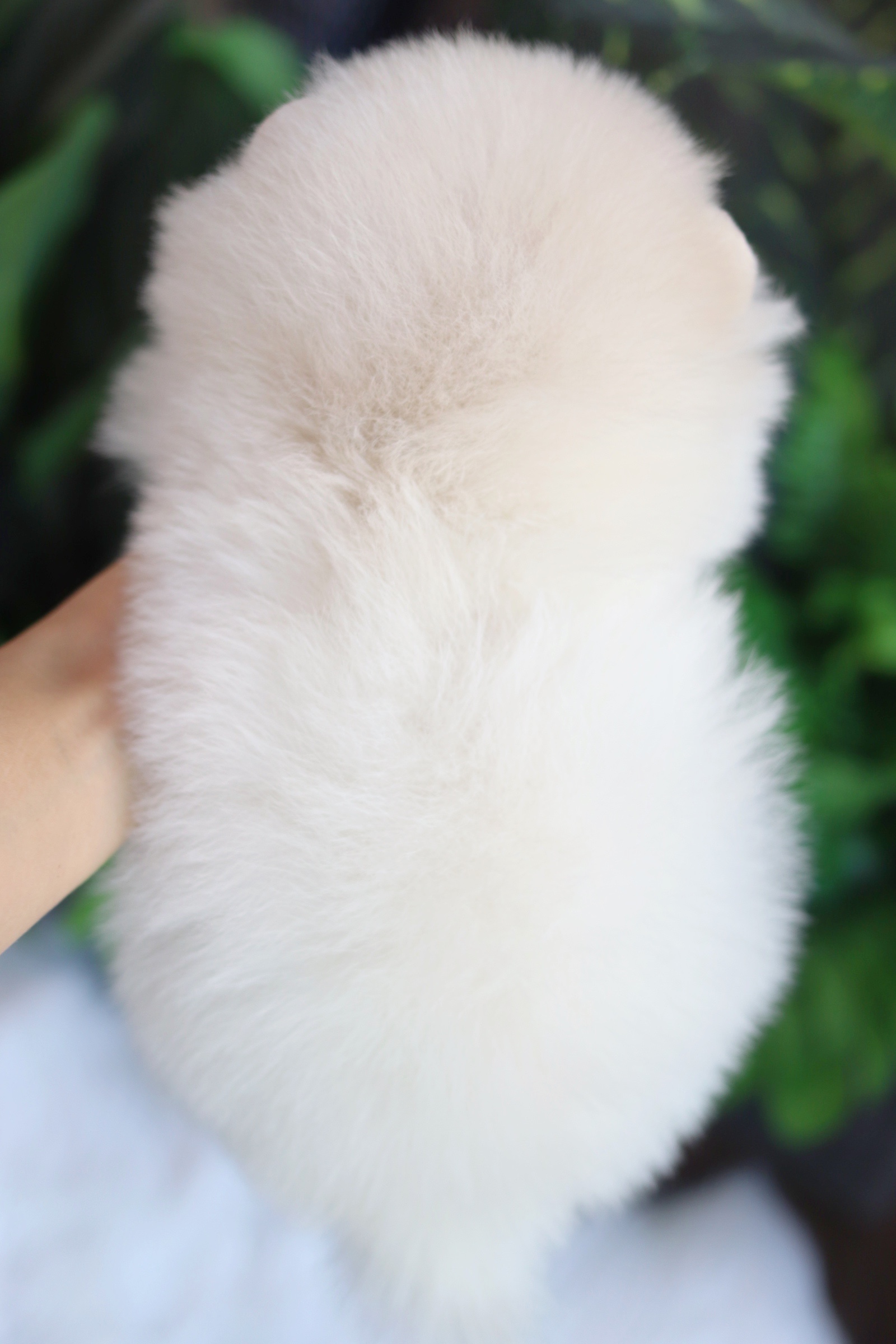 ปอมเมอเรเนียน เพศเมียสีขาวครีม