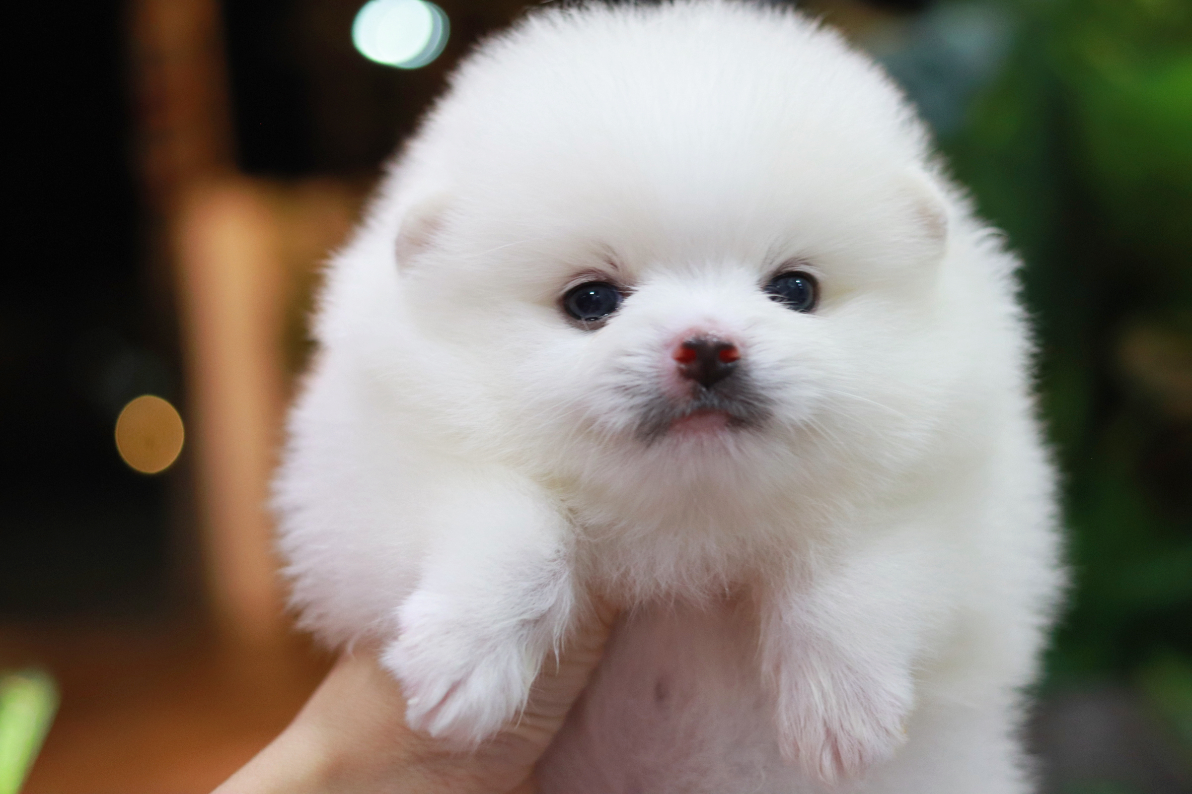 ปอมเมอเรเนียน เพศผู้