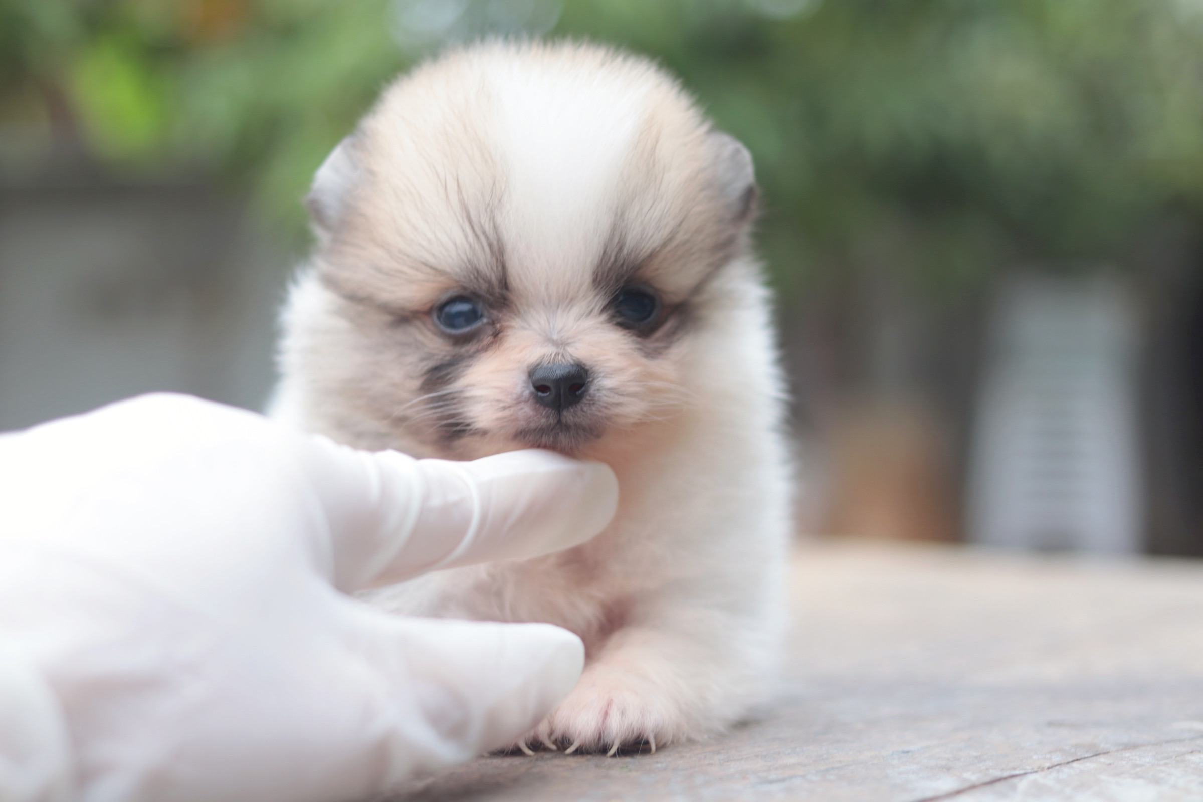 ปอมเมอเรเนียน เพศเมีย แฟนซีทีคัพ