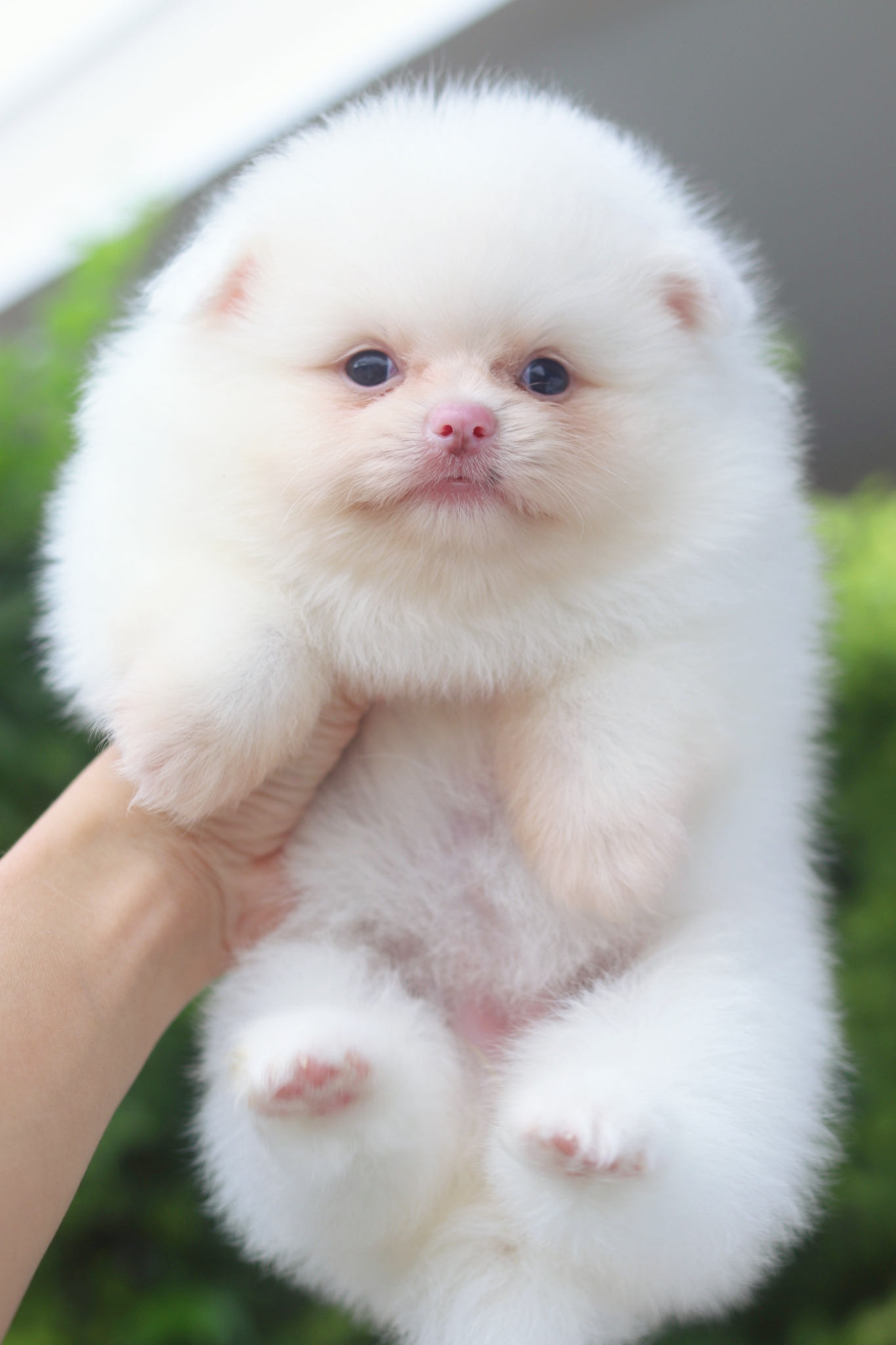 ปอมเมอเรเนียน เพศเมียสีขาวครีม