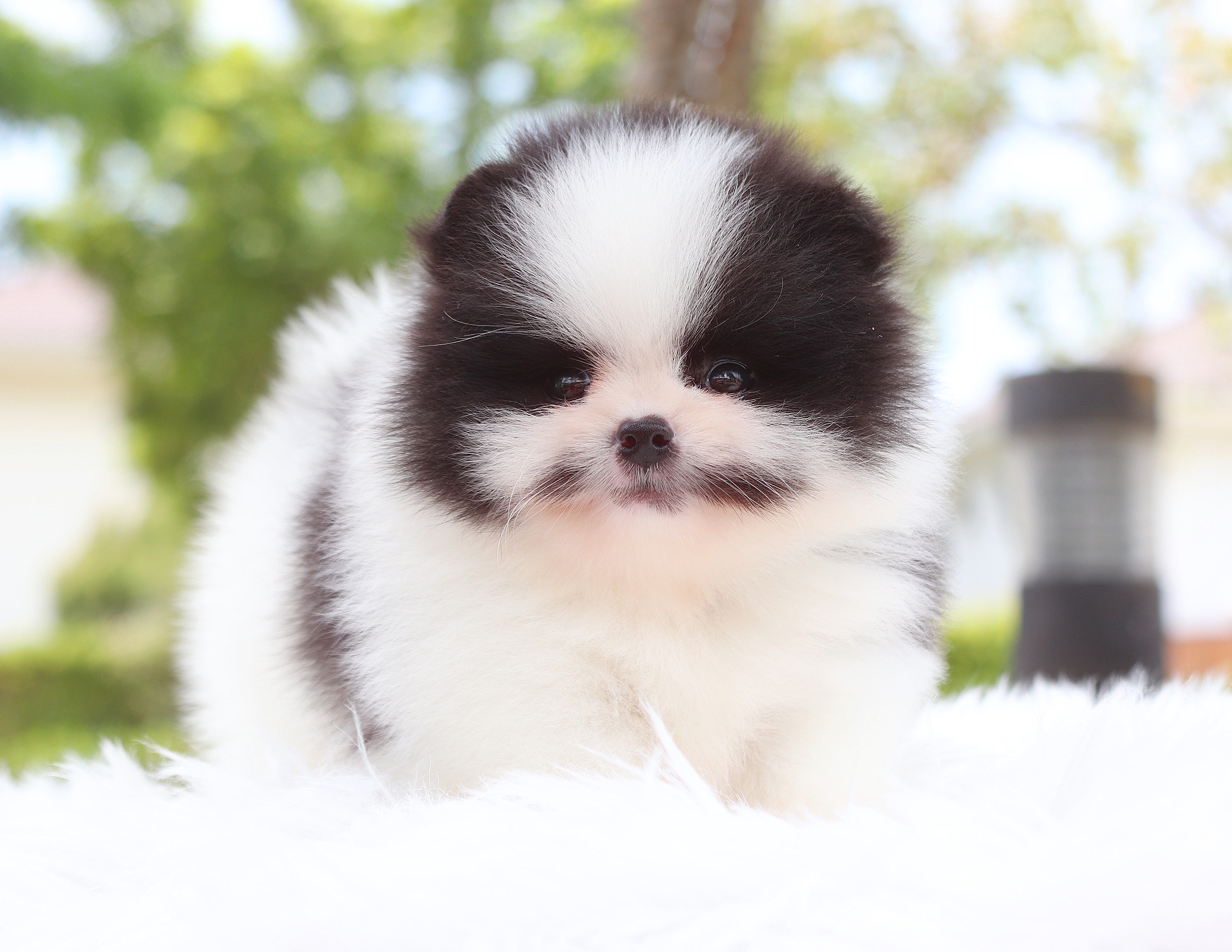 ปอมเมอเรเนียน เพศผู้ แฟนซี