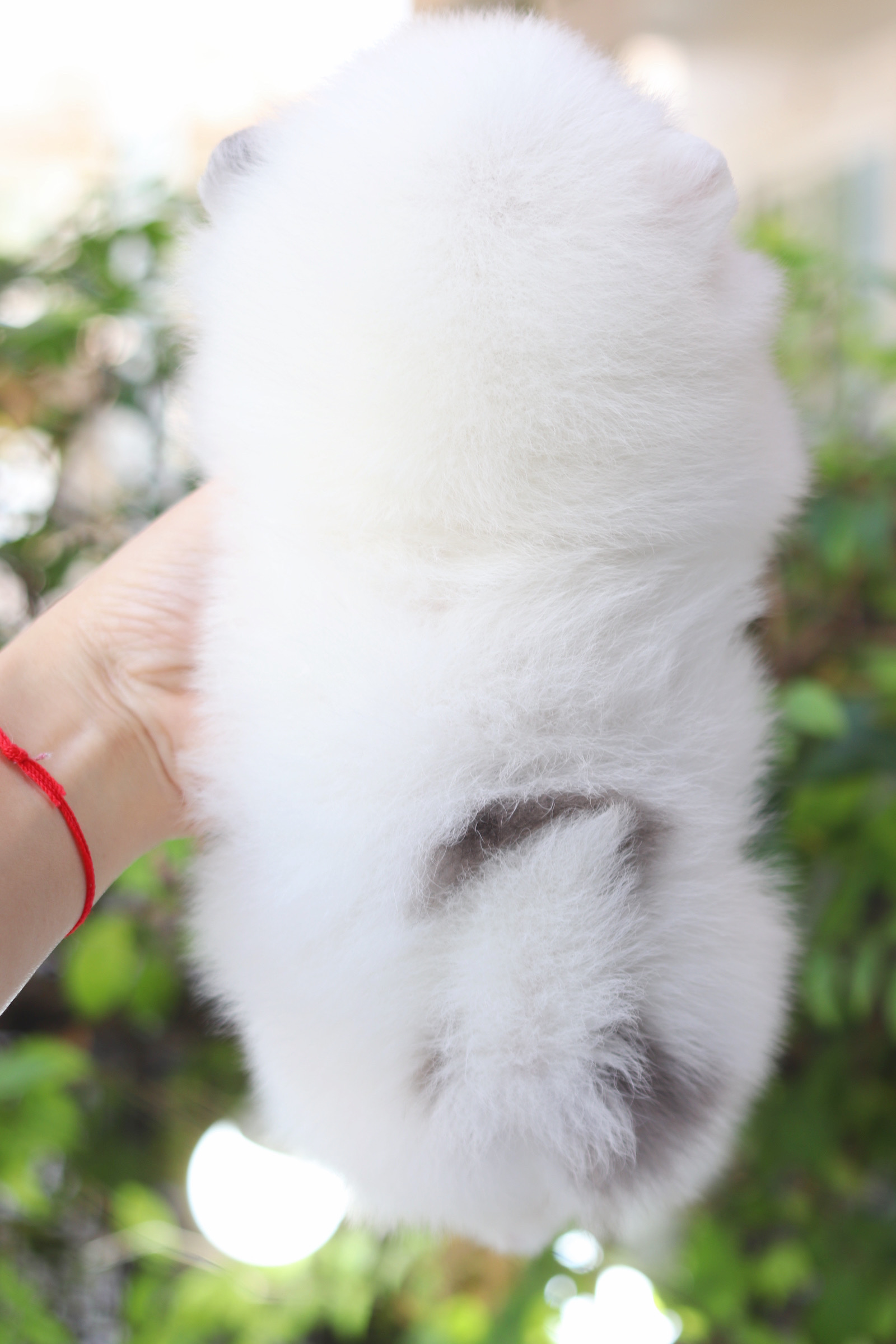 ปอมเมอเรเนียน เพศผู้สีแฟนซี