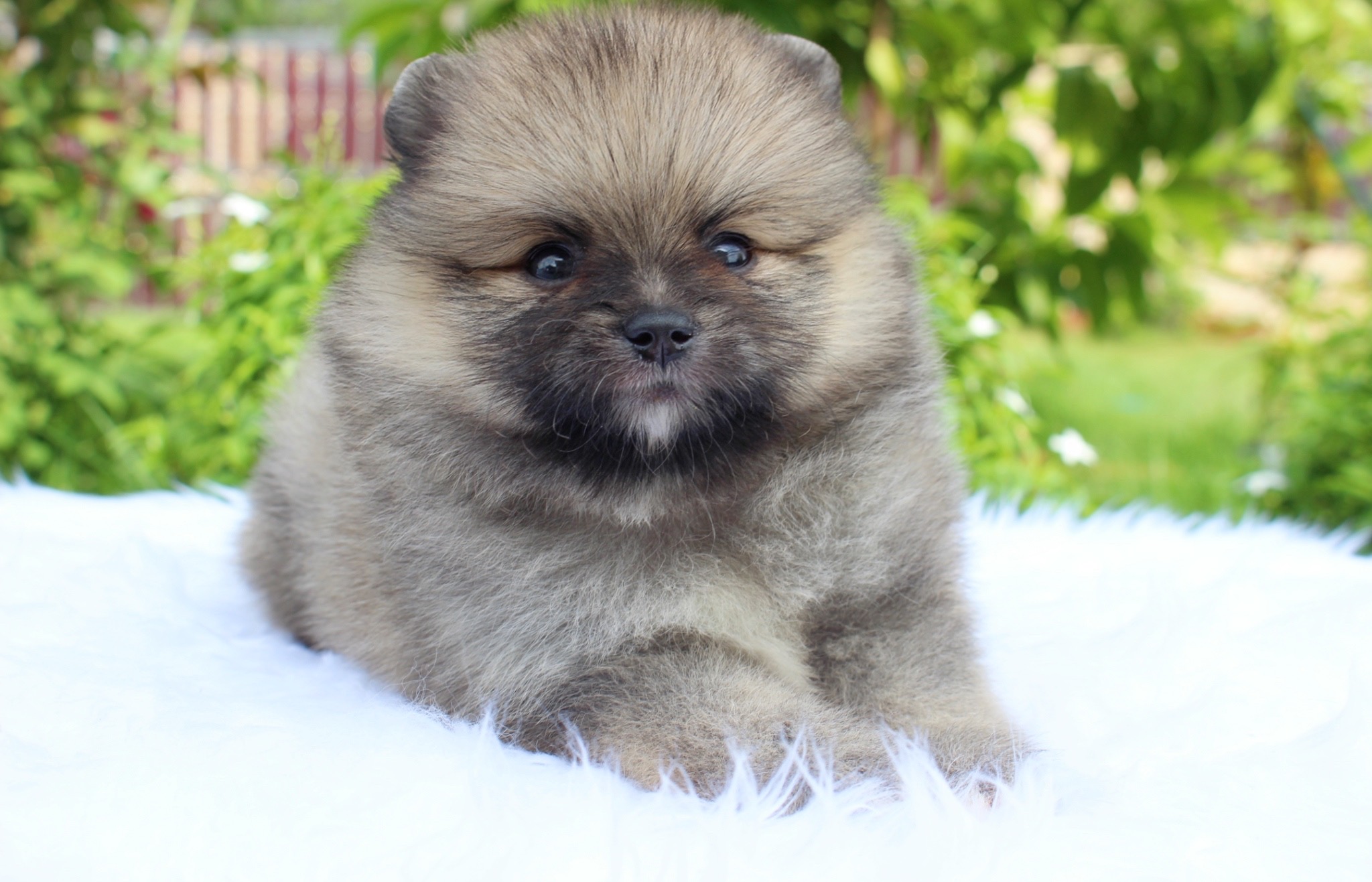 ปอมเมอเรเนียน เพศเมีย สีส้ม