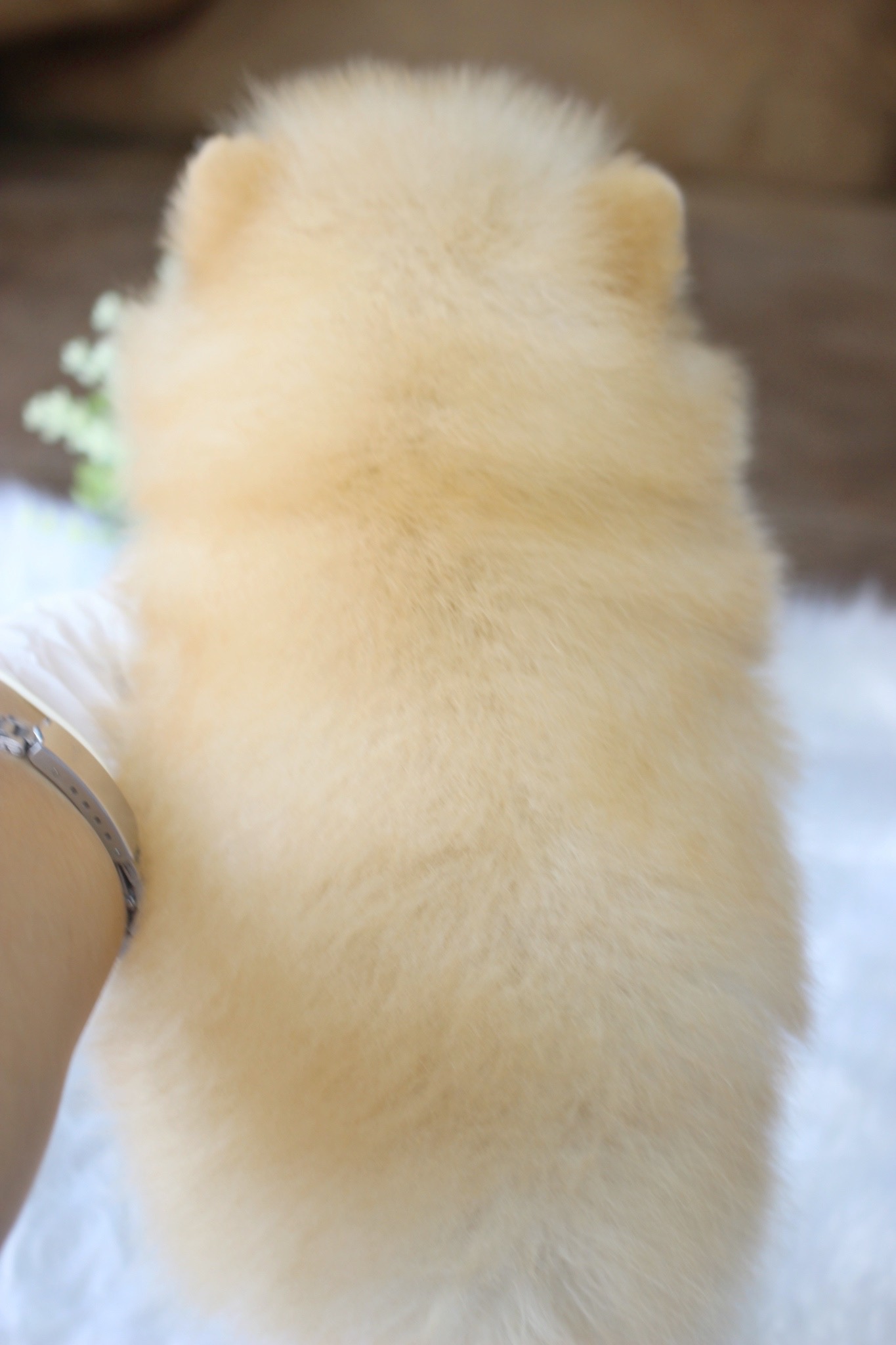 ปอมเมอเรเนียน เพศเมียสีครีม