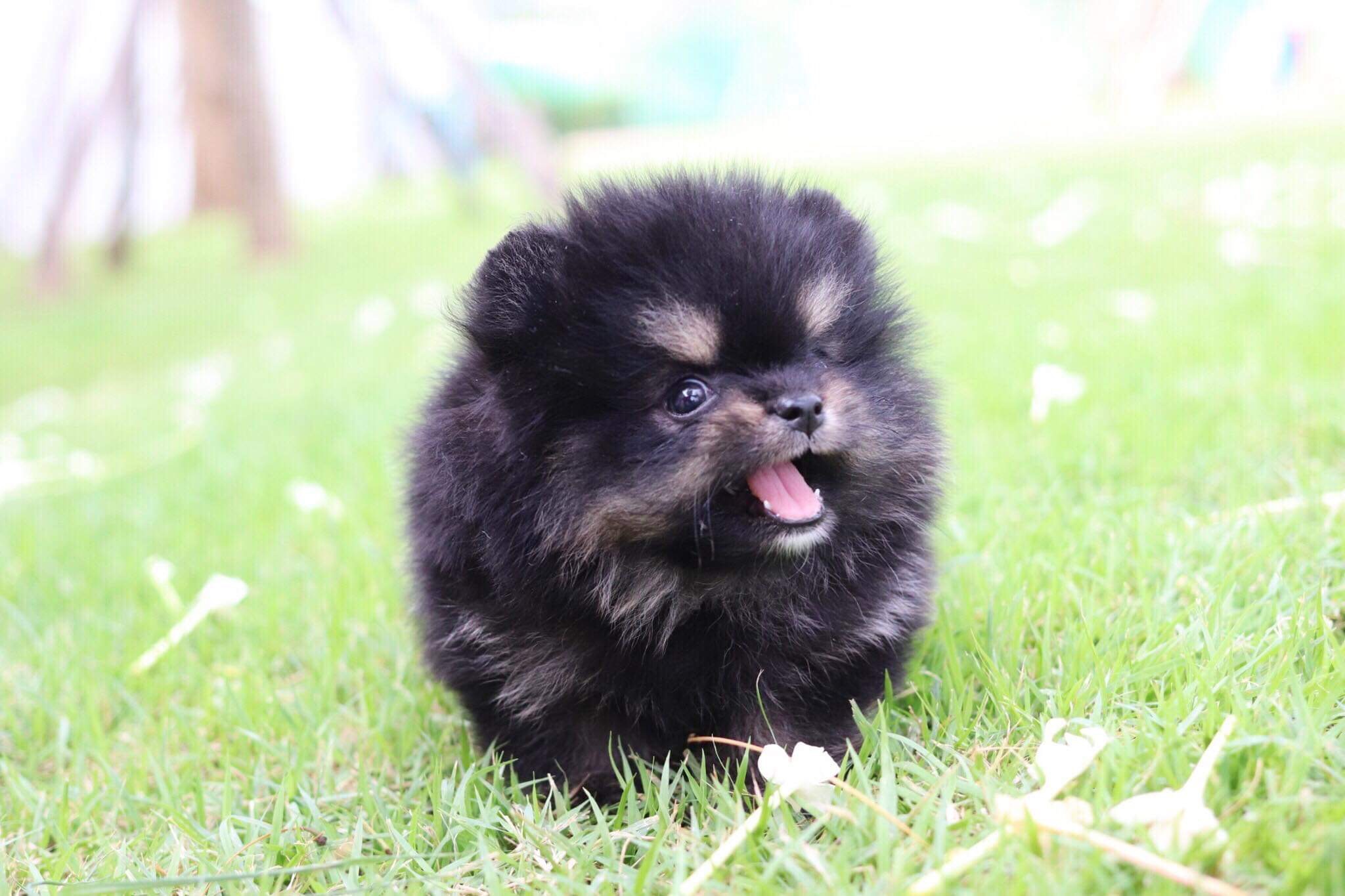 ปอมเมอเรเนียน เพศผู้