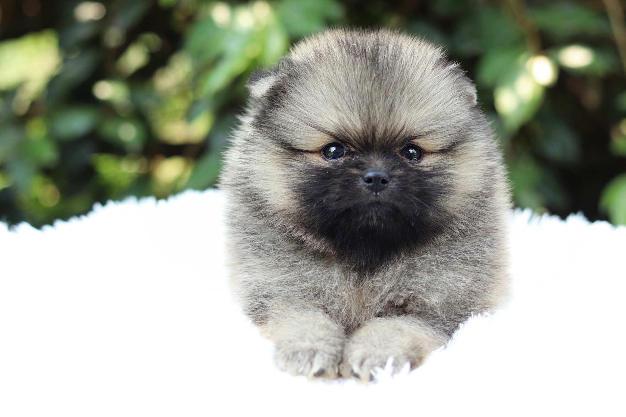 ปอมเมอเรเนียน เพศผู้สีส้ม