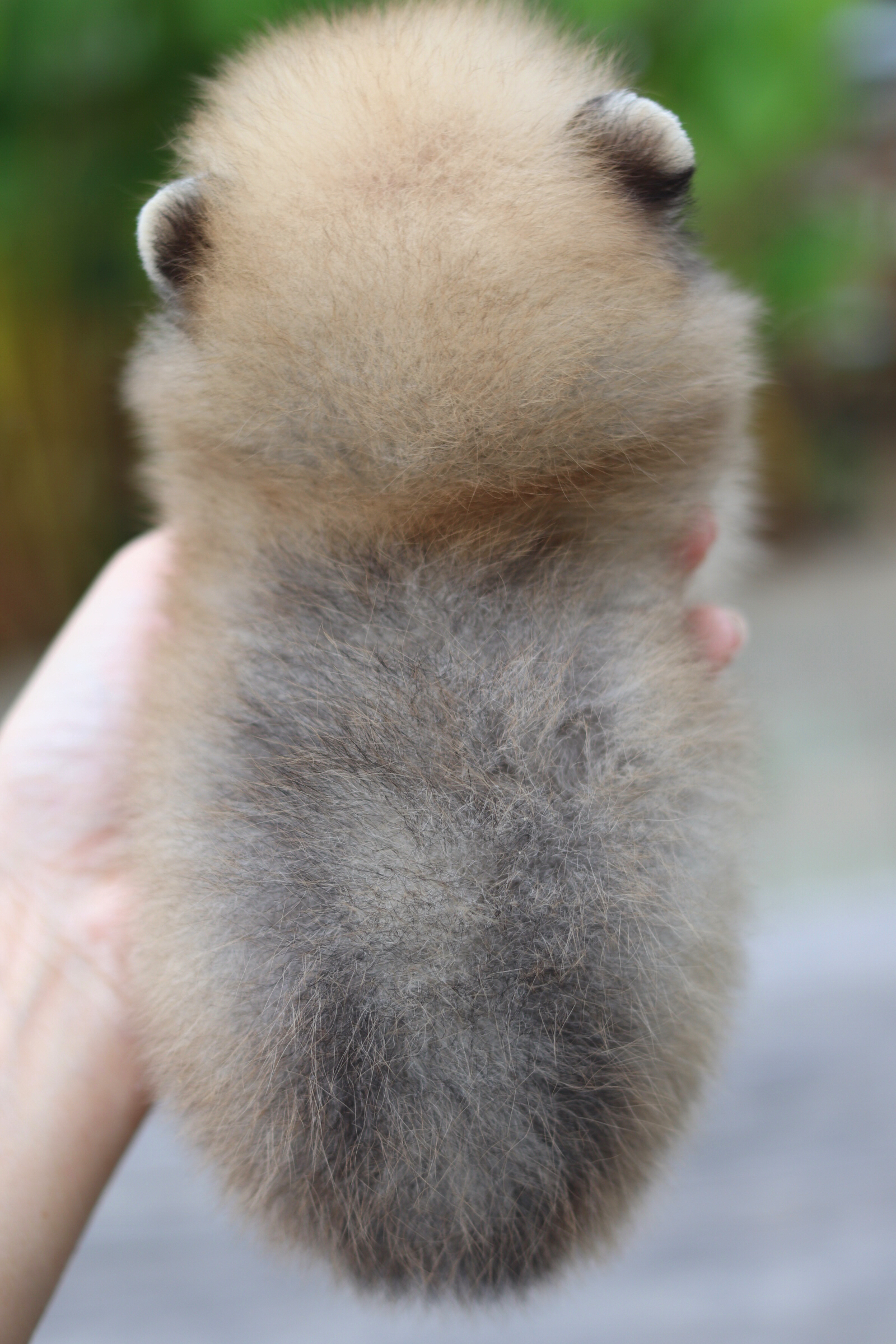 ปอมเมอเรเนียน เพศผู้