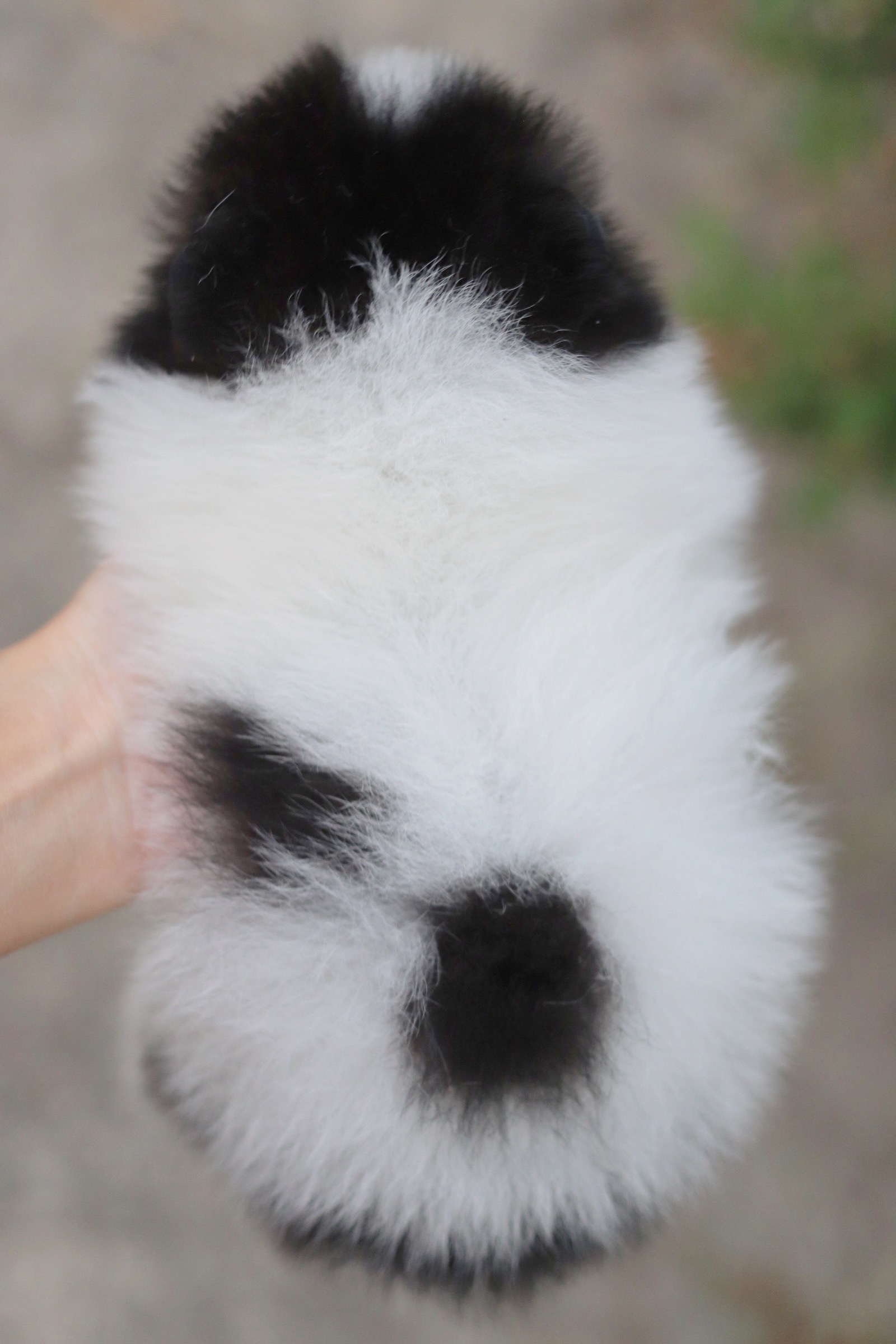 ปอมเมอเรเนียน เพศเมียแฟนซี