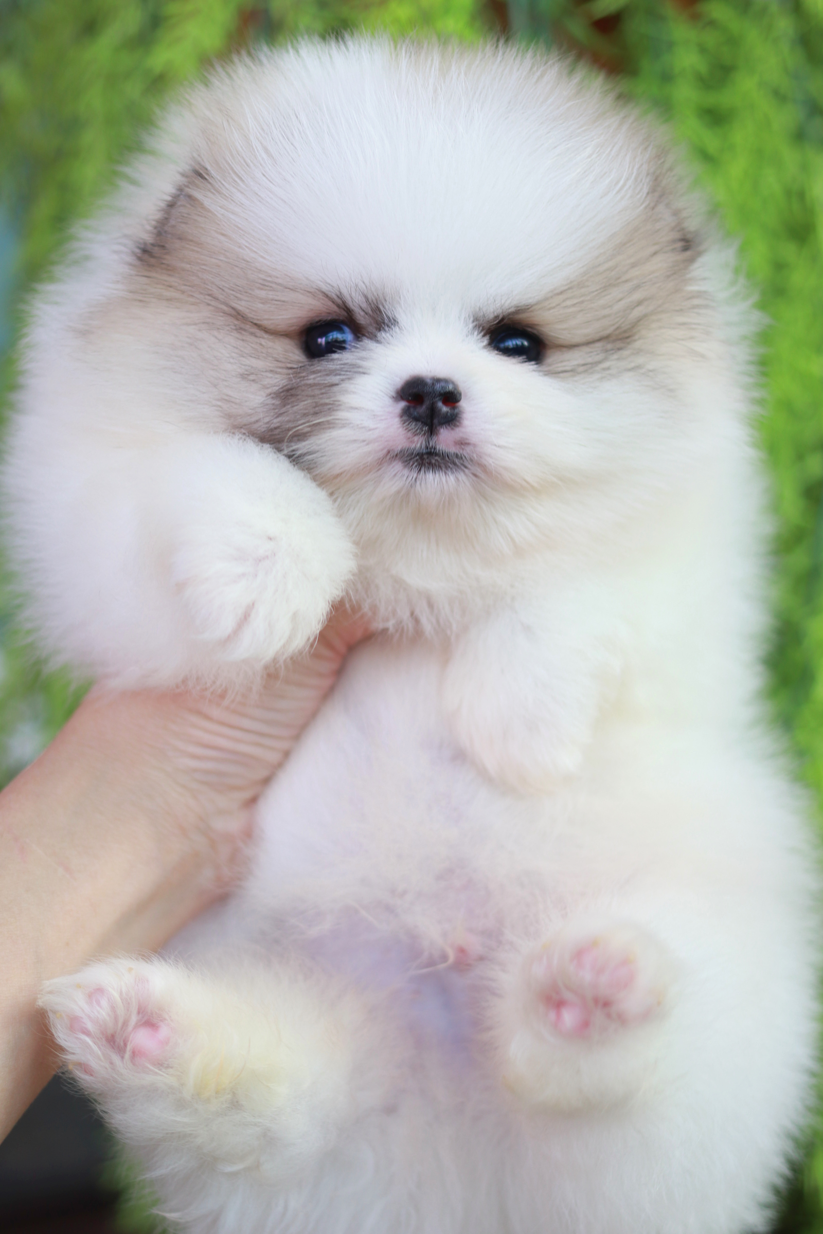 ปอมเมอเรเนียน เพศผู้