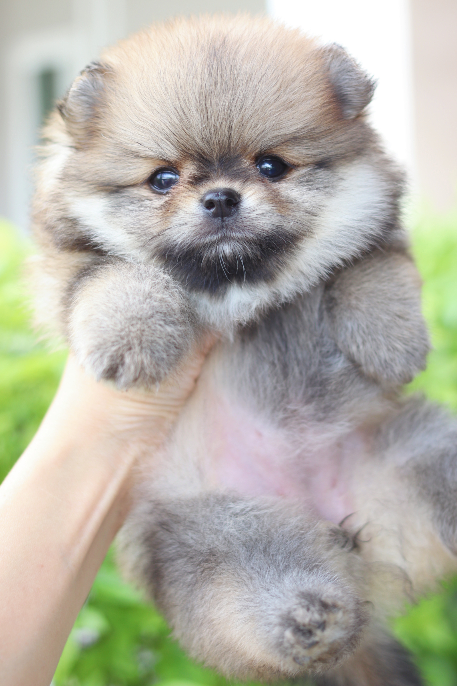 ปอมเมอเรเนียน เพศเมียสีส้ม