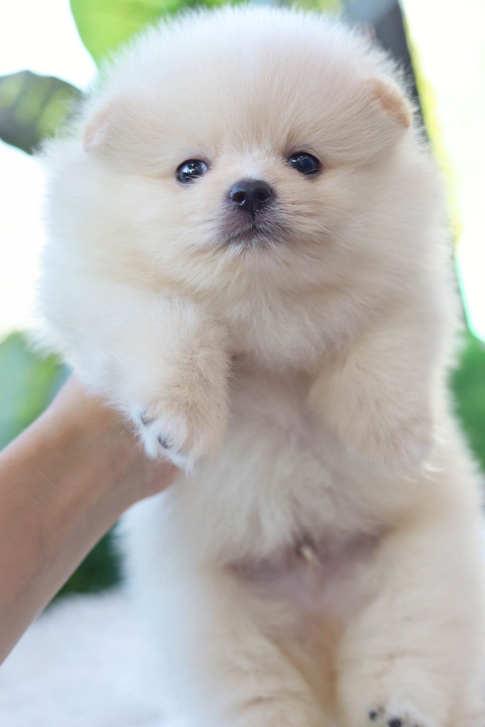 ปอมเมอเรเนียน เพศผู้สีขาวครีม