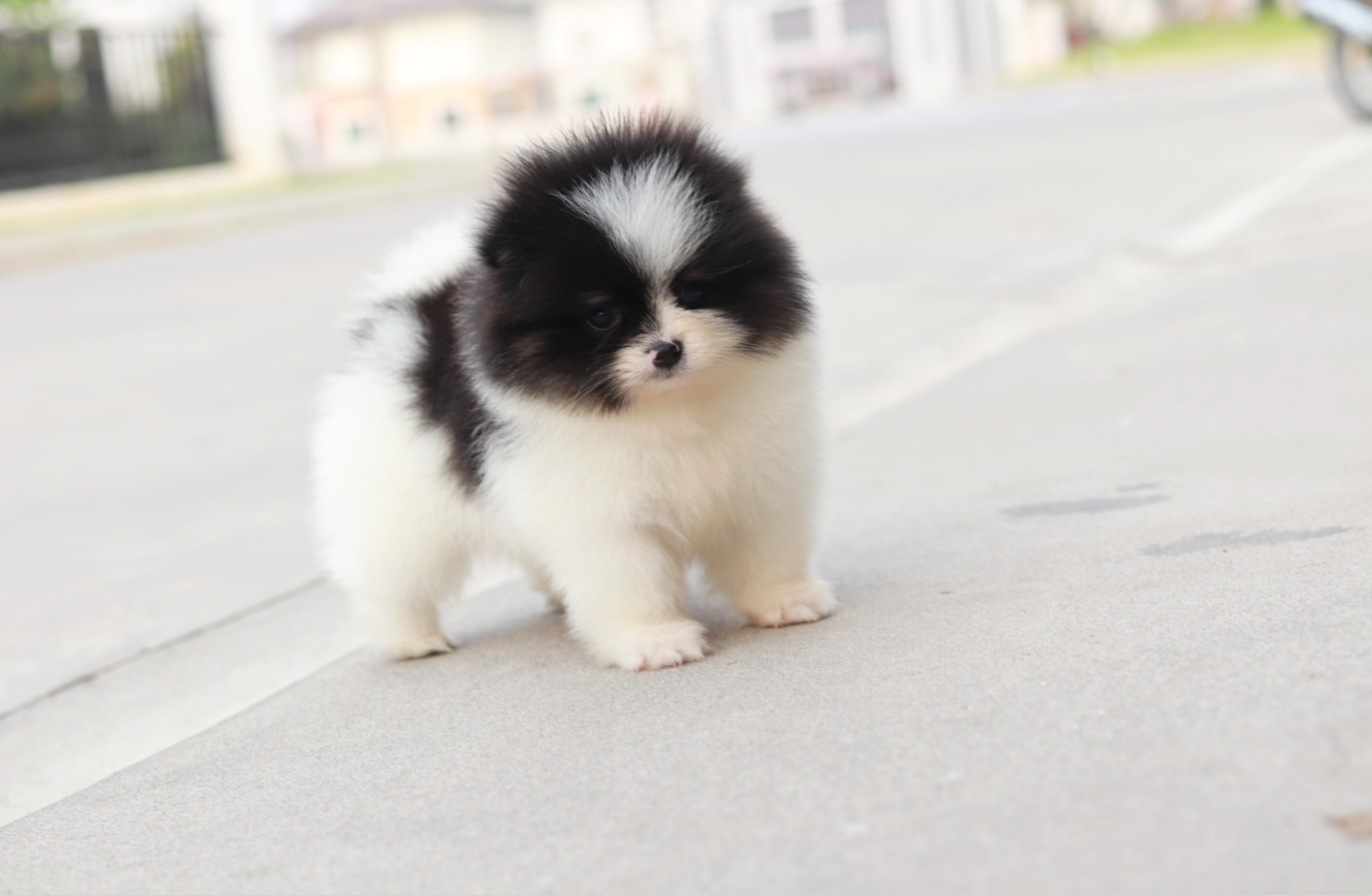 ปอมเมอเรเนียน เพศเมีย แฟนซีขาวดำ แพนด้าน้อย