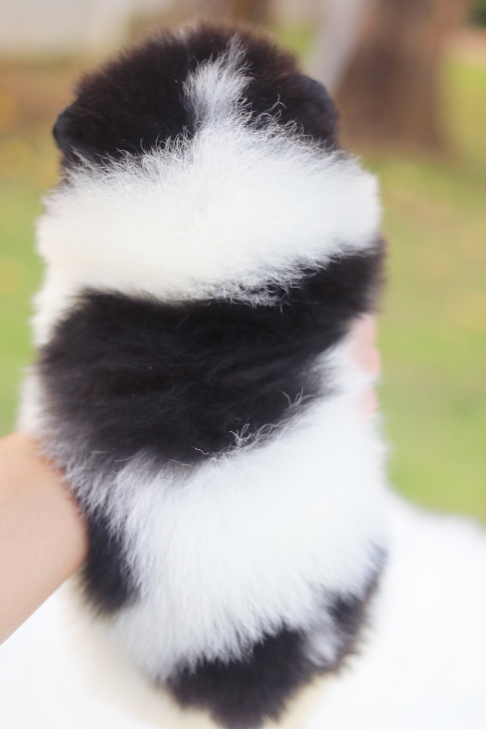 ปอมเมอเรเนียน เพศเมียสีแฟนซี