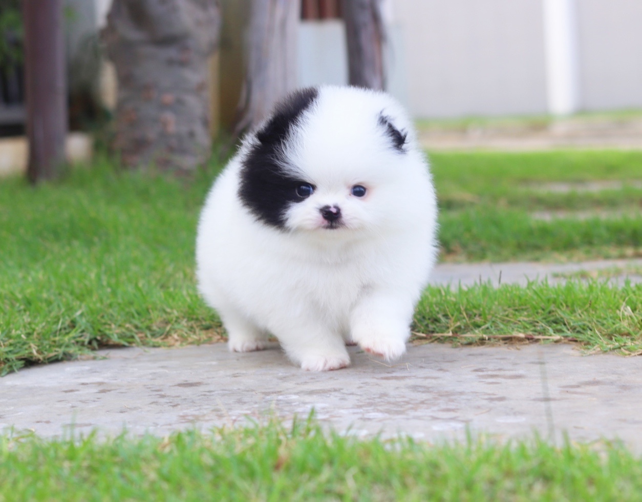 ปอมเมอเรเนียน เพศผู้สีแฟนซีเกรดโชว์