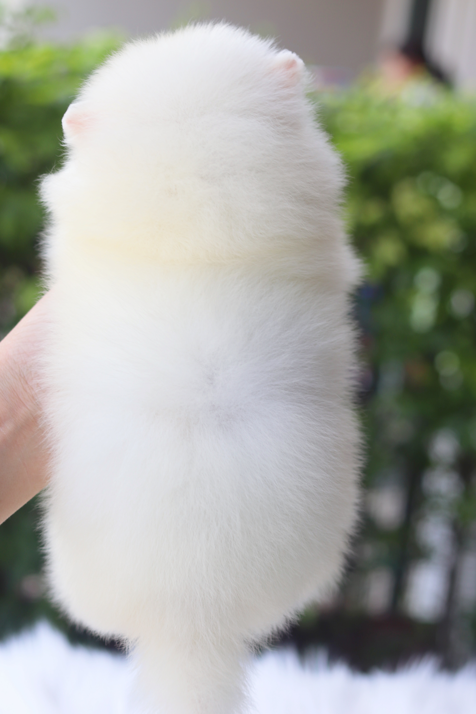 ปอมเมอเรเนียน เพศเมียสีขาวครีม