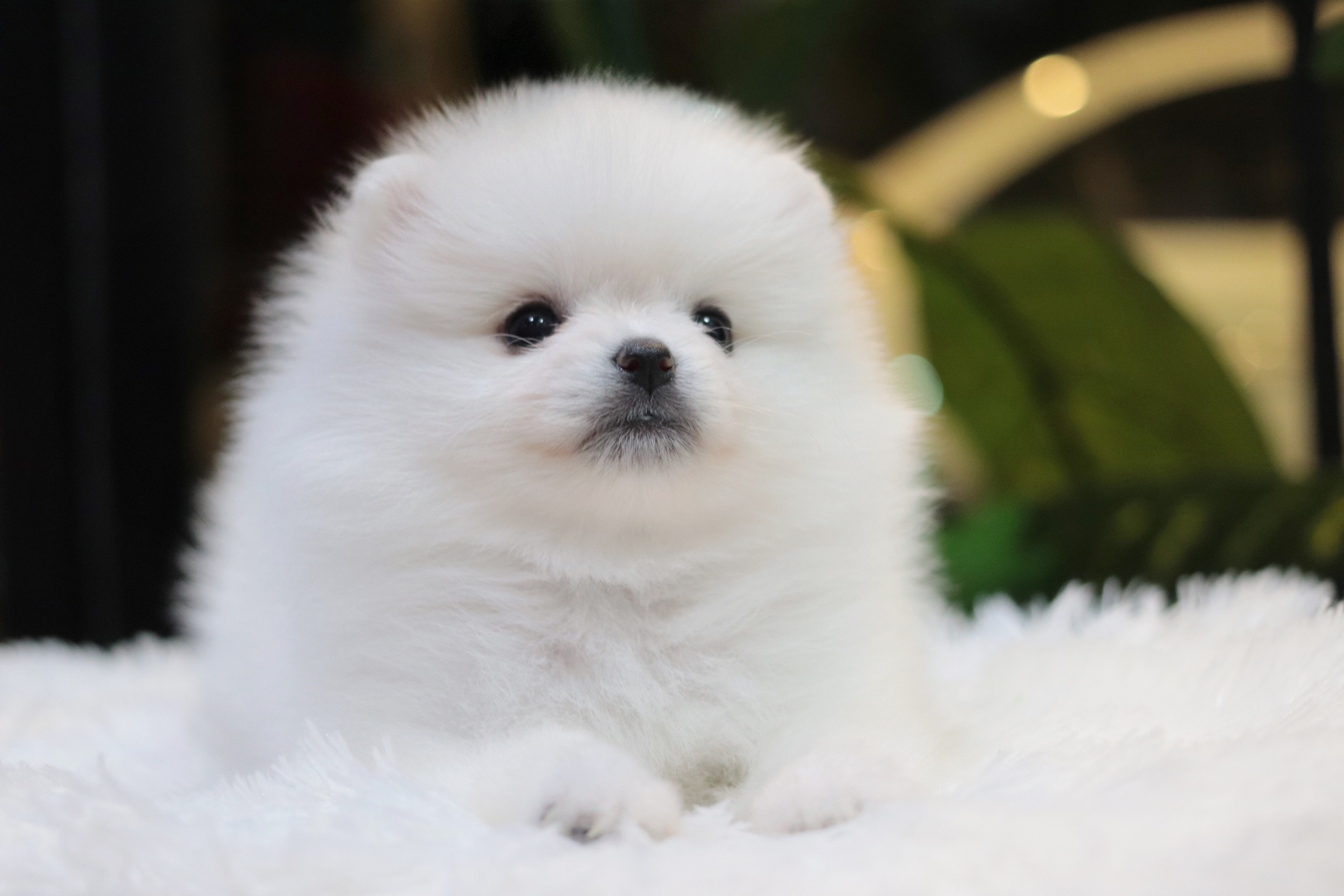 ปอมเมอเรเนียน เพศเมีย สีขาวครีม