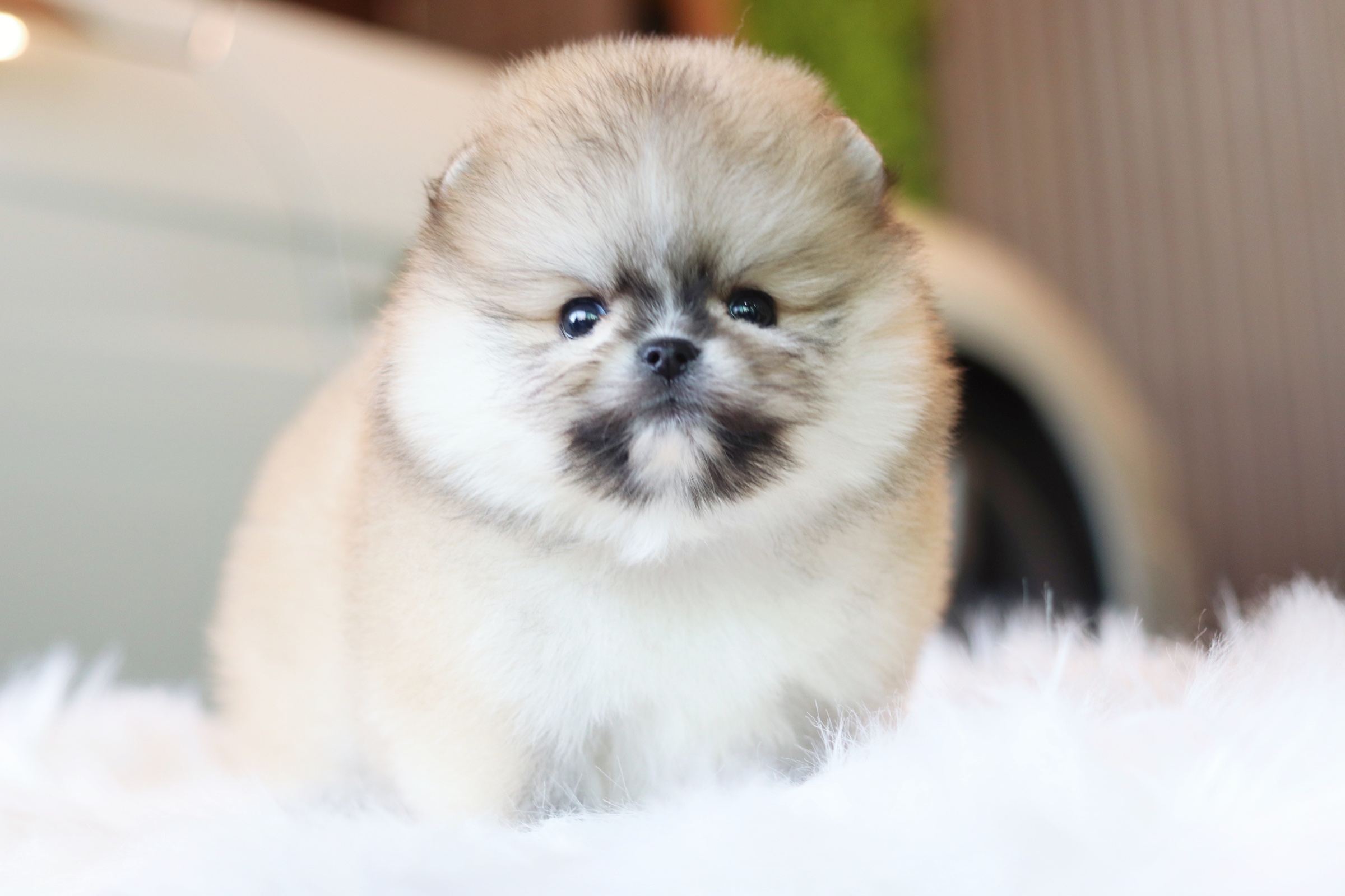 ปอมเมอเรเนียน เพศผู้ สีส้มเกรดโชว์