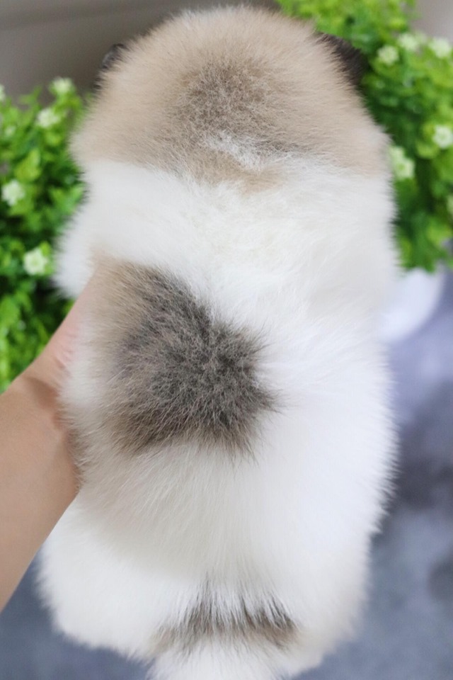 ปอมเมอเรเนียน เพศเมีย