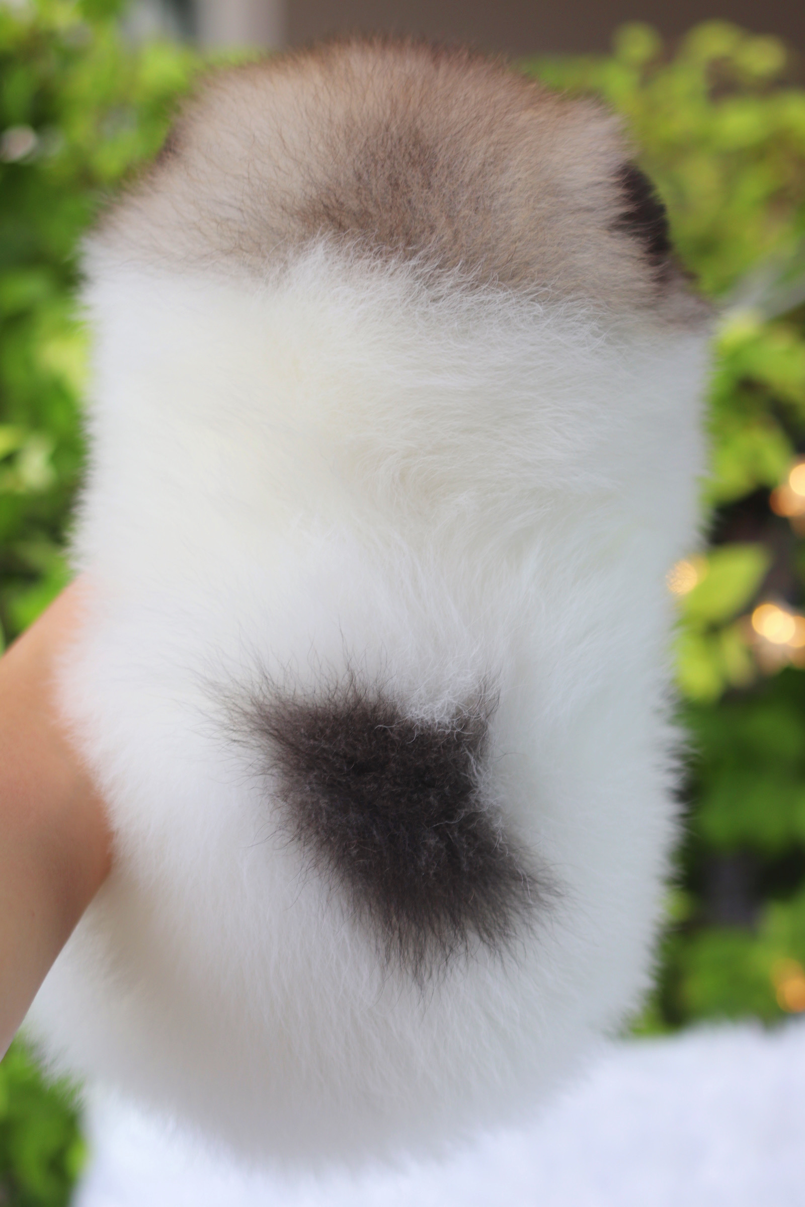 ปอมเมอเรเนียน เพศผู้สี แฟนซี เกรดโชว์