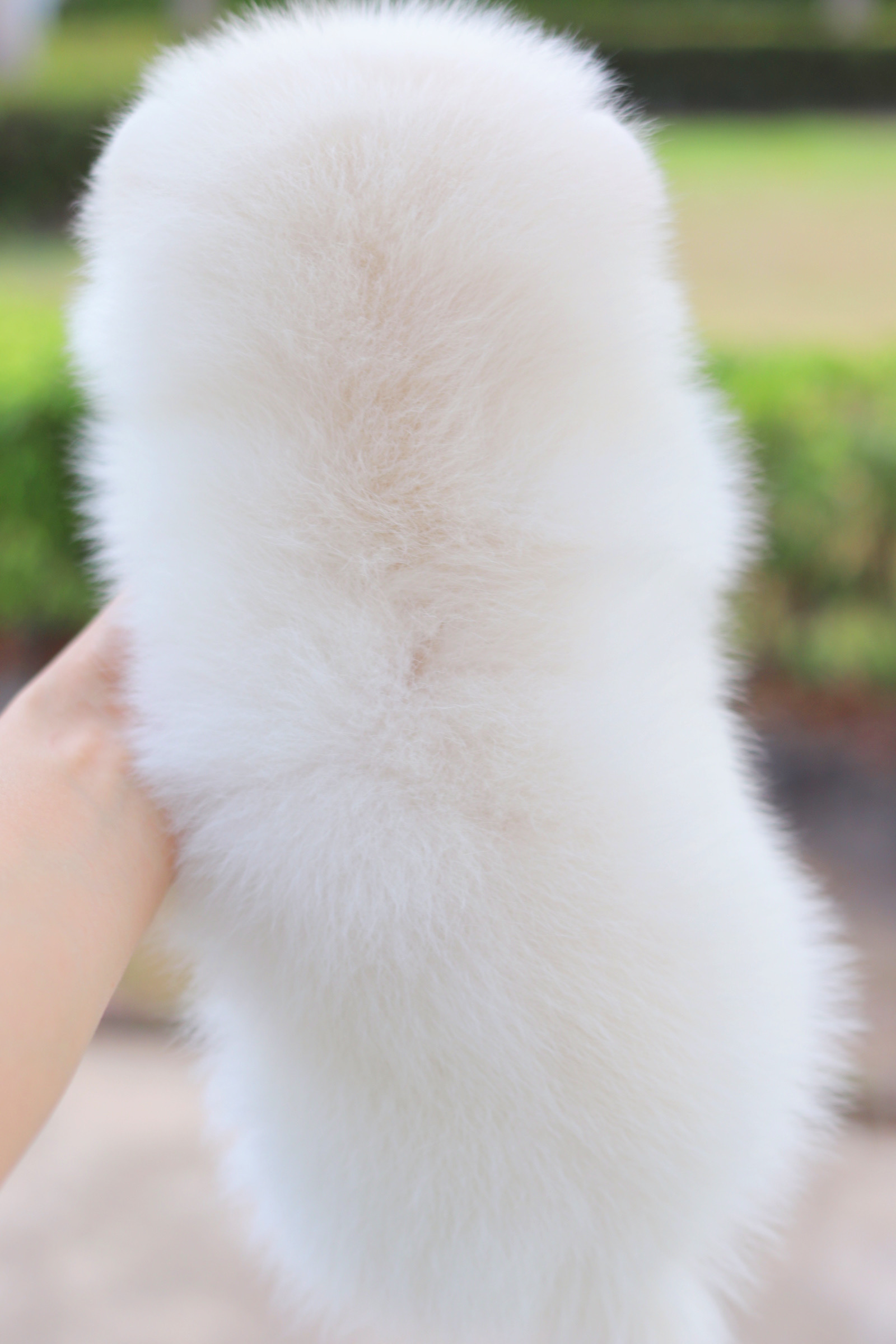 ปอมเมอเรเนียน เพศผู้สีขาวครีม