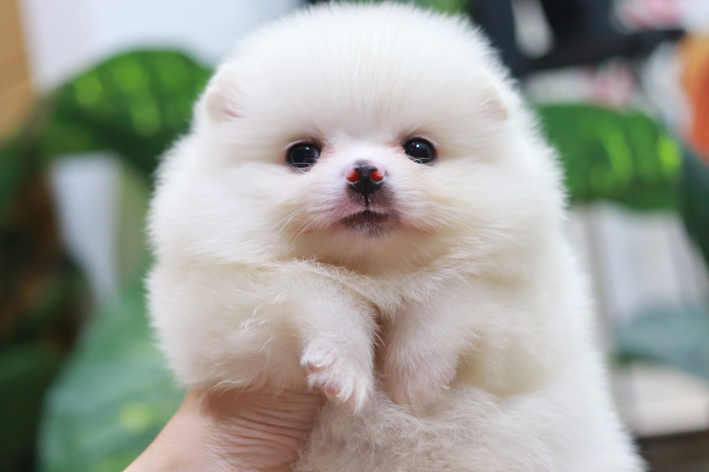 ปอมเมอเรเนียน เพศผู้สีขาว สำลี