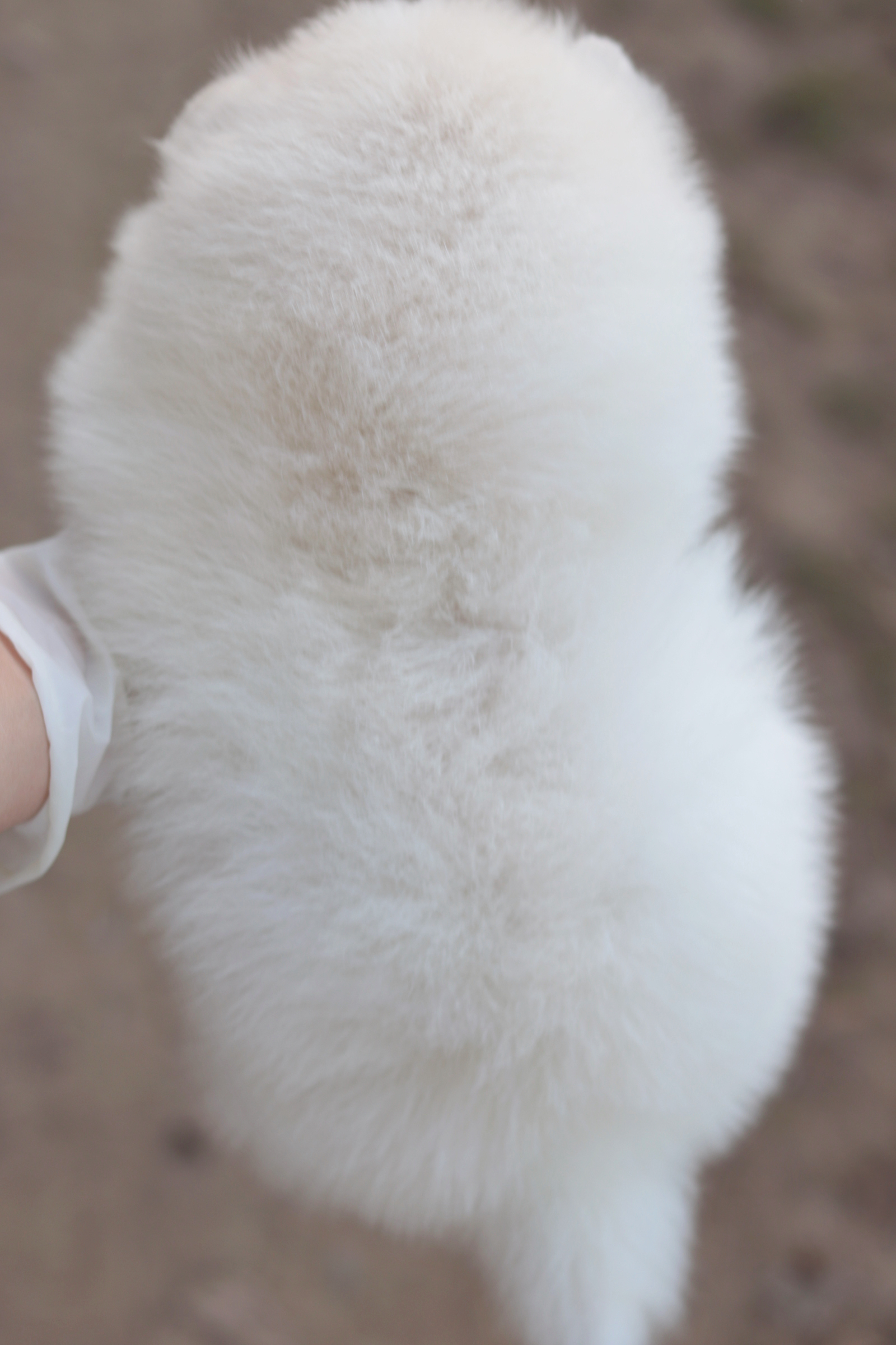 ปอมเมอเรเนียน เพศผู้ ขาวครีม