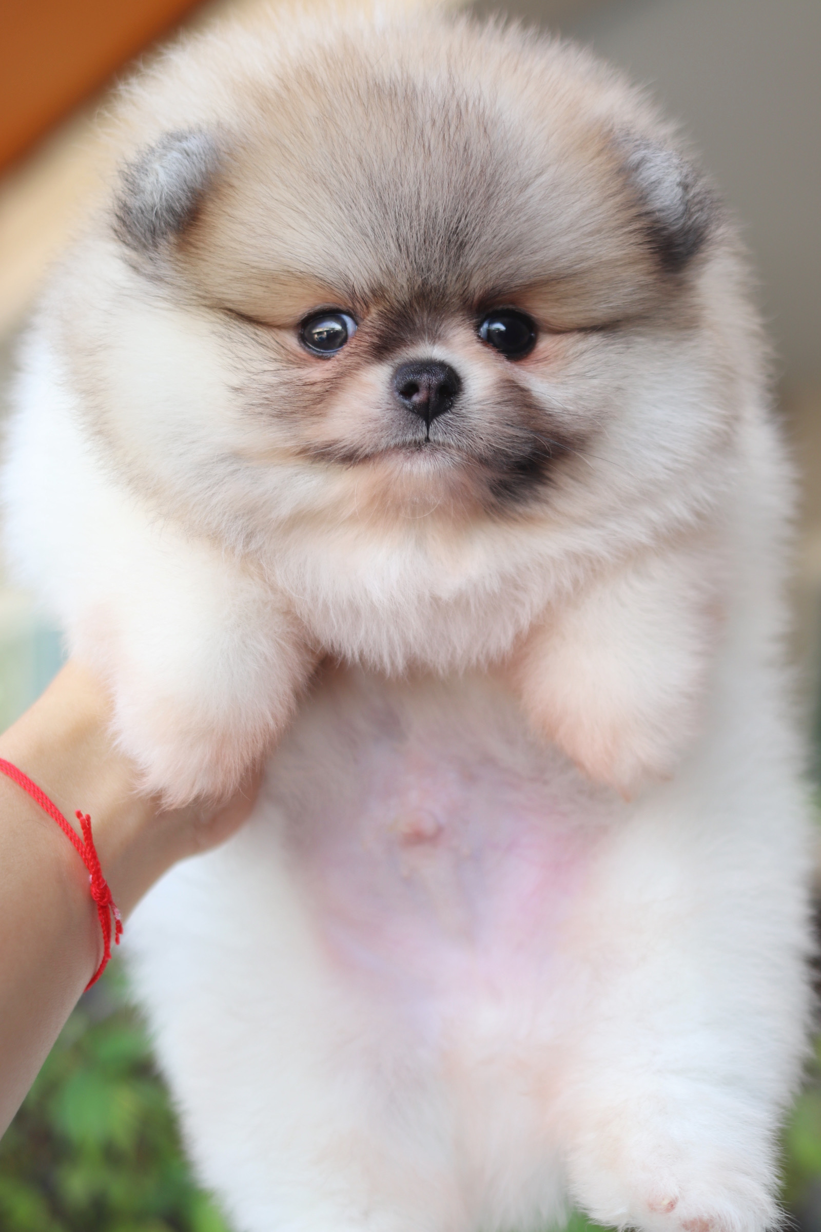 ปอมเมอเรเนียน เพศผู้สีแฟนซีเกรดโชว์