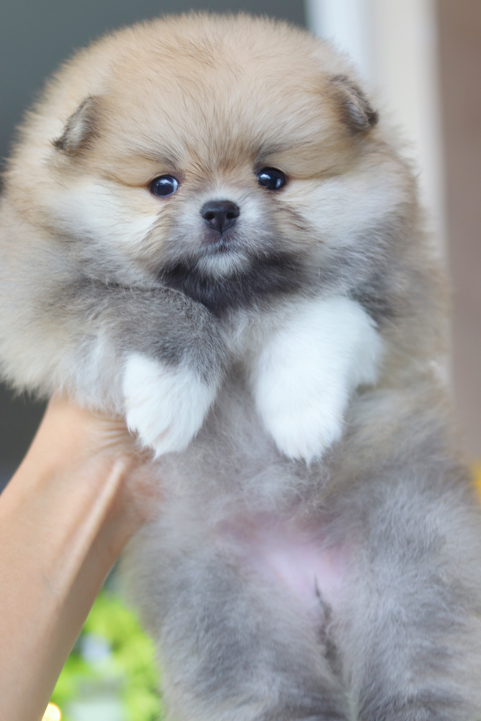 ปอมเมอเรเนียน เพศเมียสีส้ม