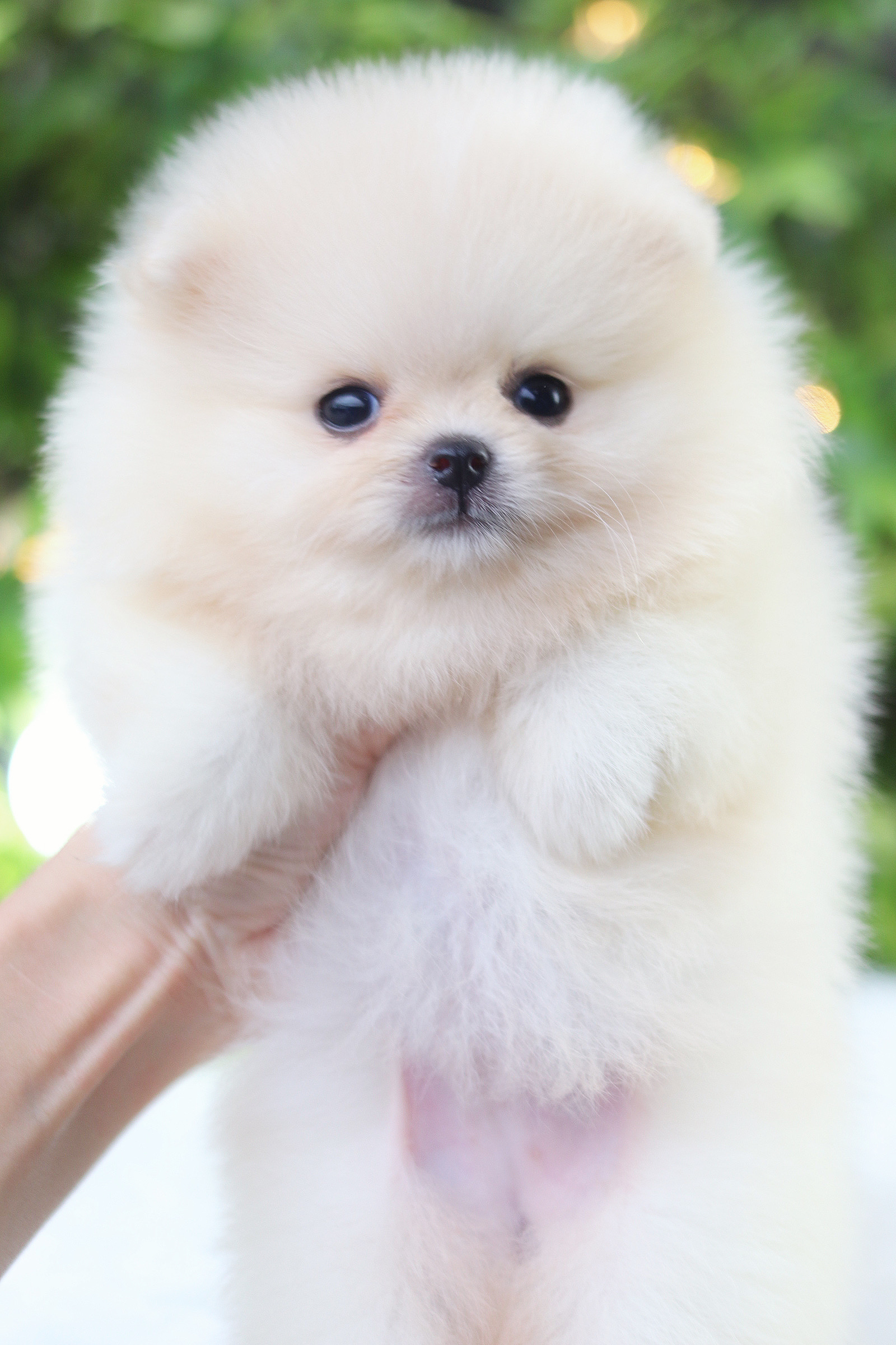 ปอมเมอเรเนียน เพศเมียสีขาวครีม เกรดโชว์