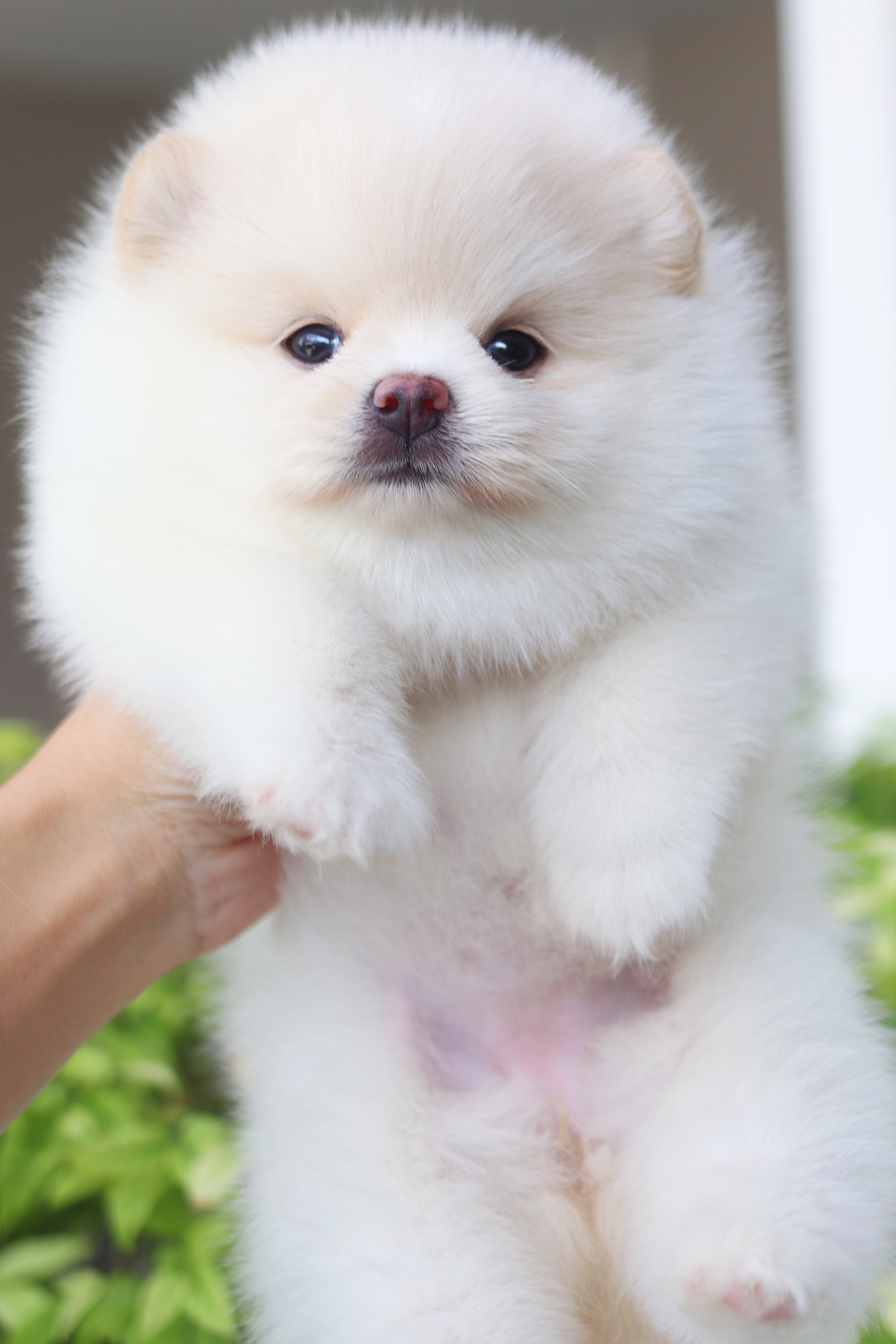 ปอมเมอเรเนียน เพศเมียสีขาวครีม เกรดโชว์