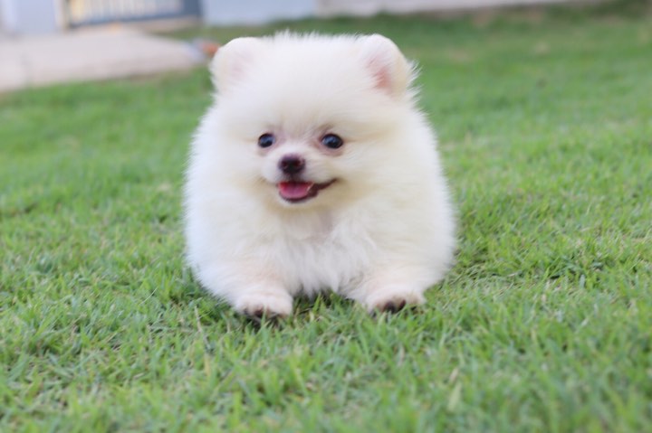 ปอมเมอเรเนียน เพศเมีย