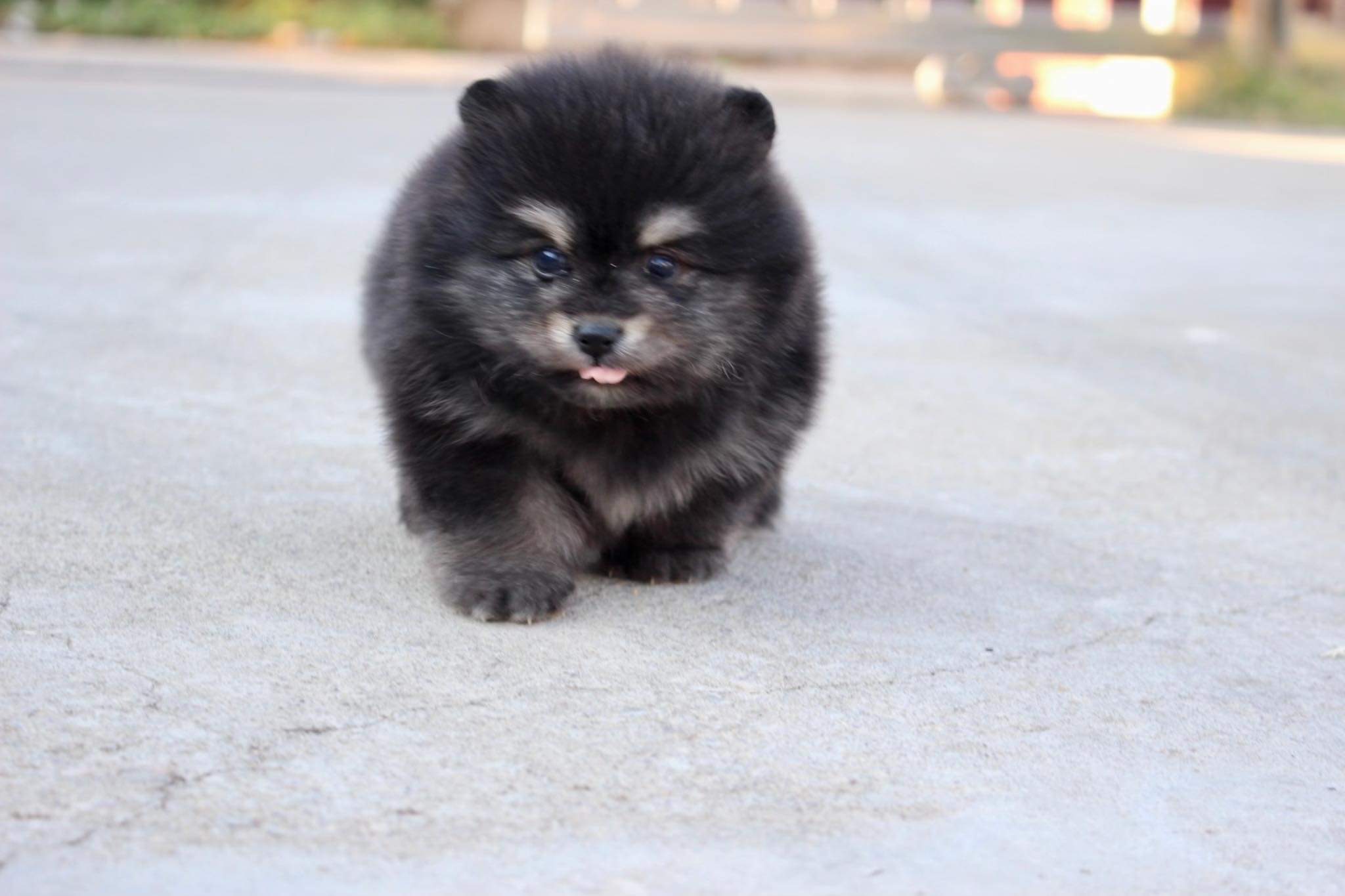 ปอมเมอเรเนียน เพศผู้ แบล็คแทน