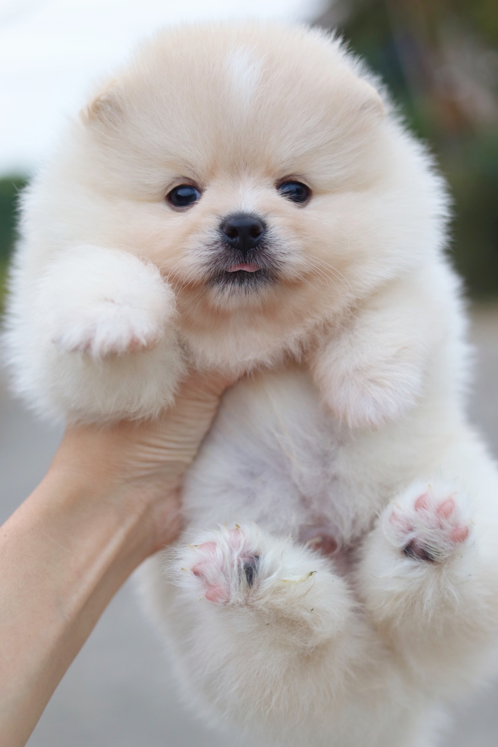 ปอมเมอเรเนียน เพศผู้ สีขาวครีม