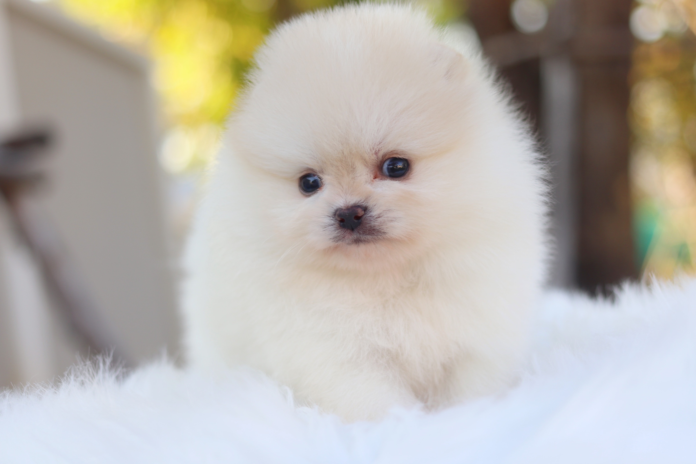 ปอมเมอเรเนียน เพศผู้ครีม