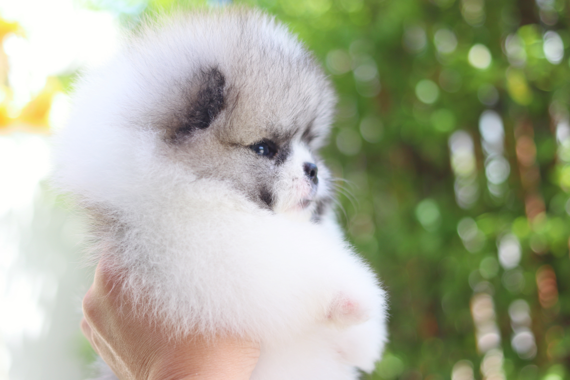 ปอมเมอเรเนียน เพศผู้สีแฟนซีเกรดโชว์