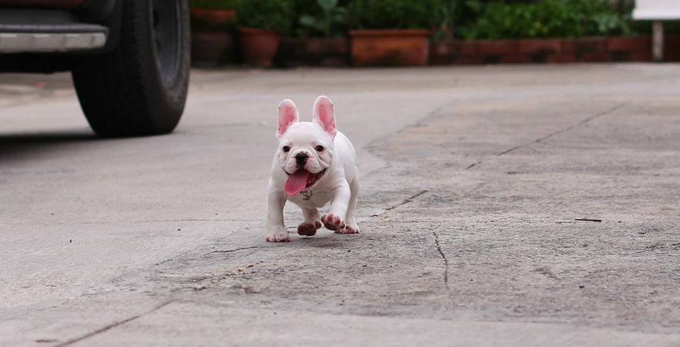 น้องโมโจ เฟรนช์บูลด็อก สีขาว ตัวผู้ หน้าตาสวย