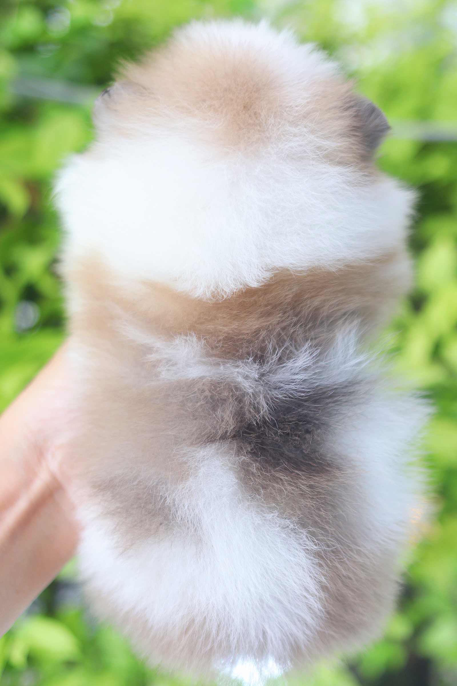 ปอมเมอเรเนียน เพศผู้ สีแฟนซีเกรดโชว์