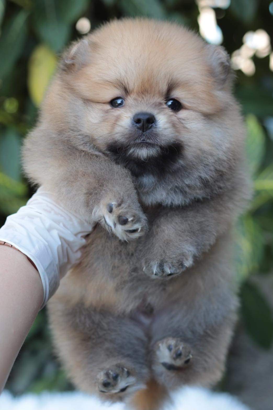 ปอมเมอเรเนียน เพศผู้ สีส้ม