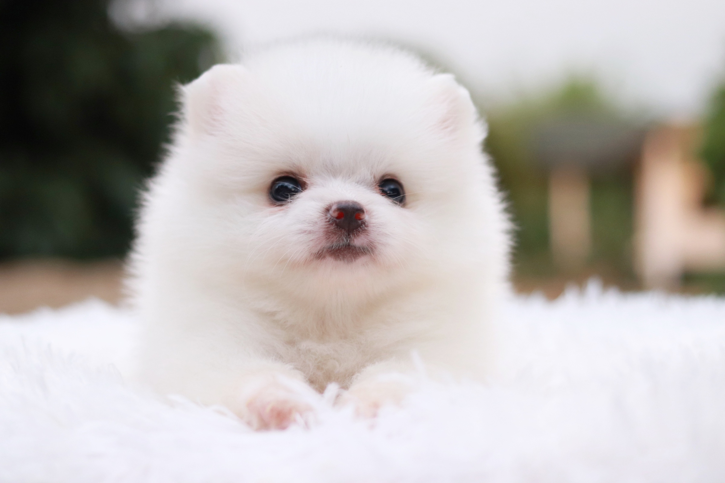 ปอมเมอเรเนียน เพศเมียสีขาวครีม