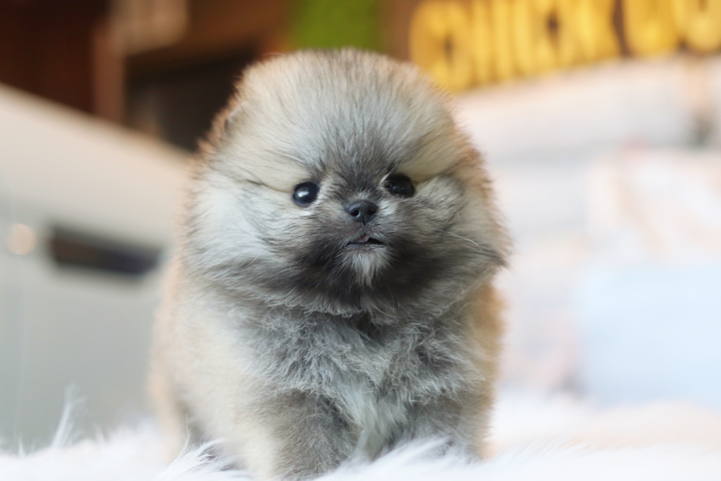 ปอมเมอเรเนียน เพศเมียสีส้ม