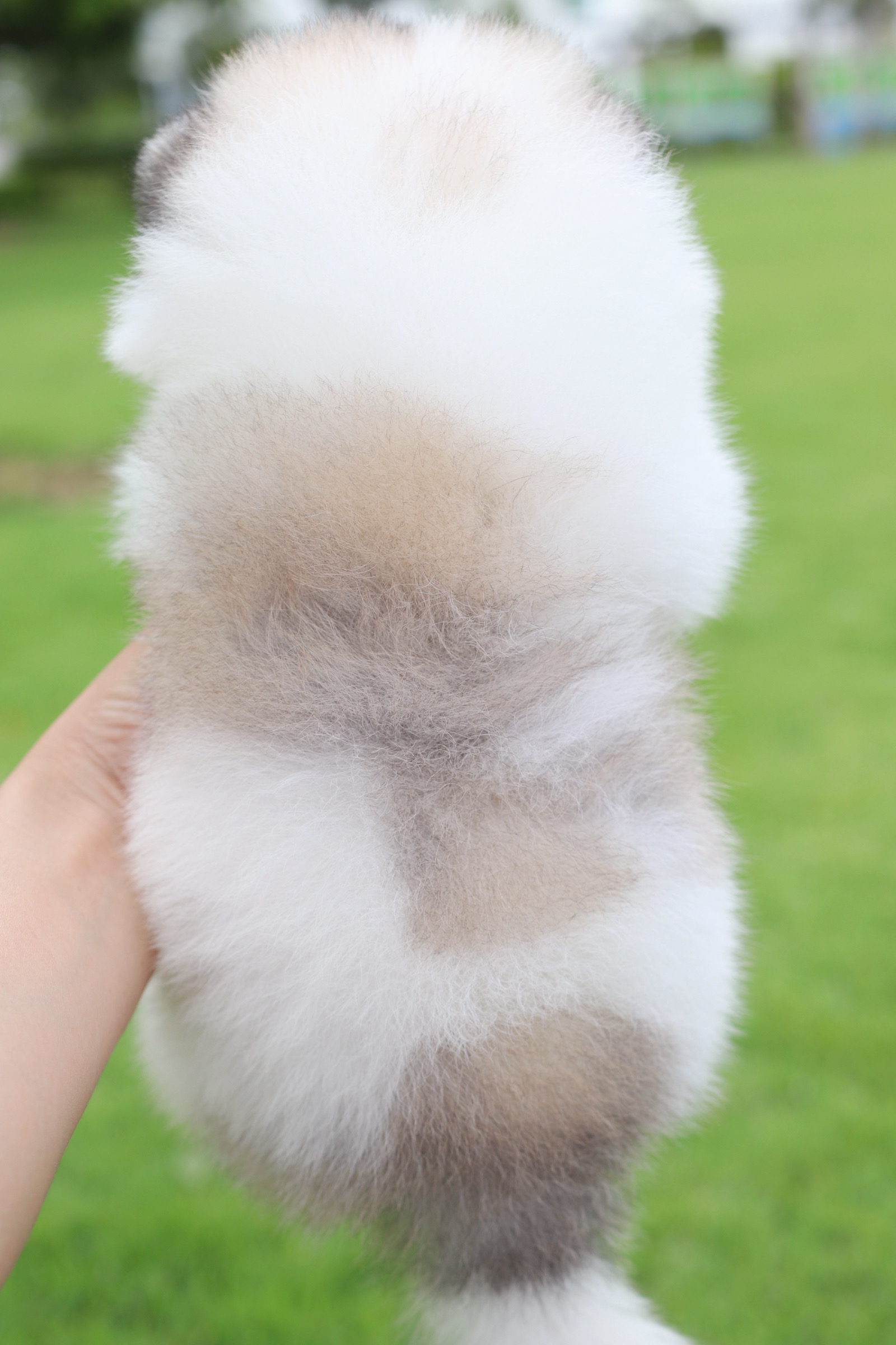 ปอมเมอเรเนียน เพศเมียสีแฟนซี เกรดโชว์