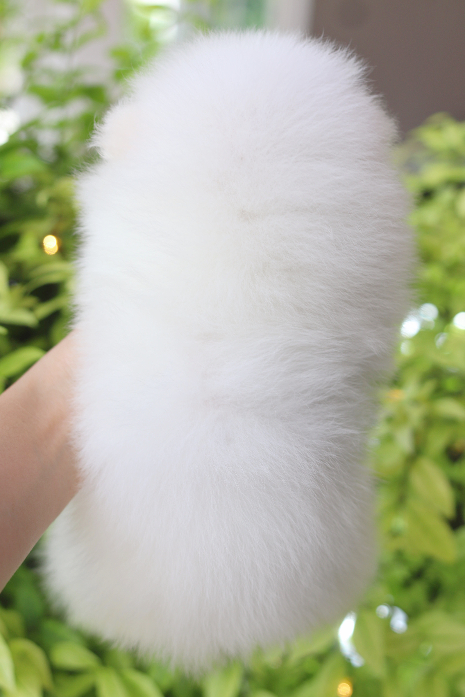 ปอมเมอเรเนียน เพศเมียสีขาวครีม