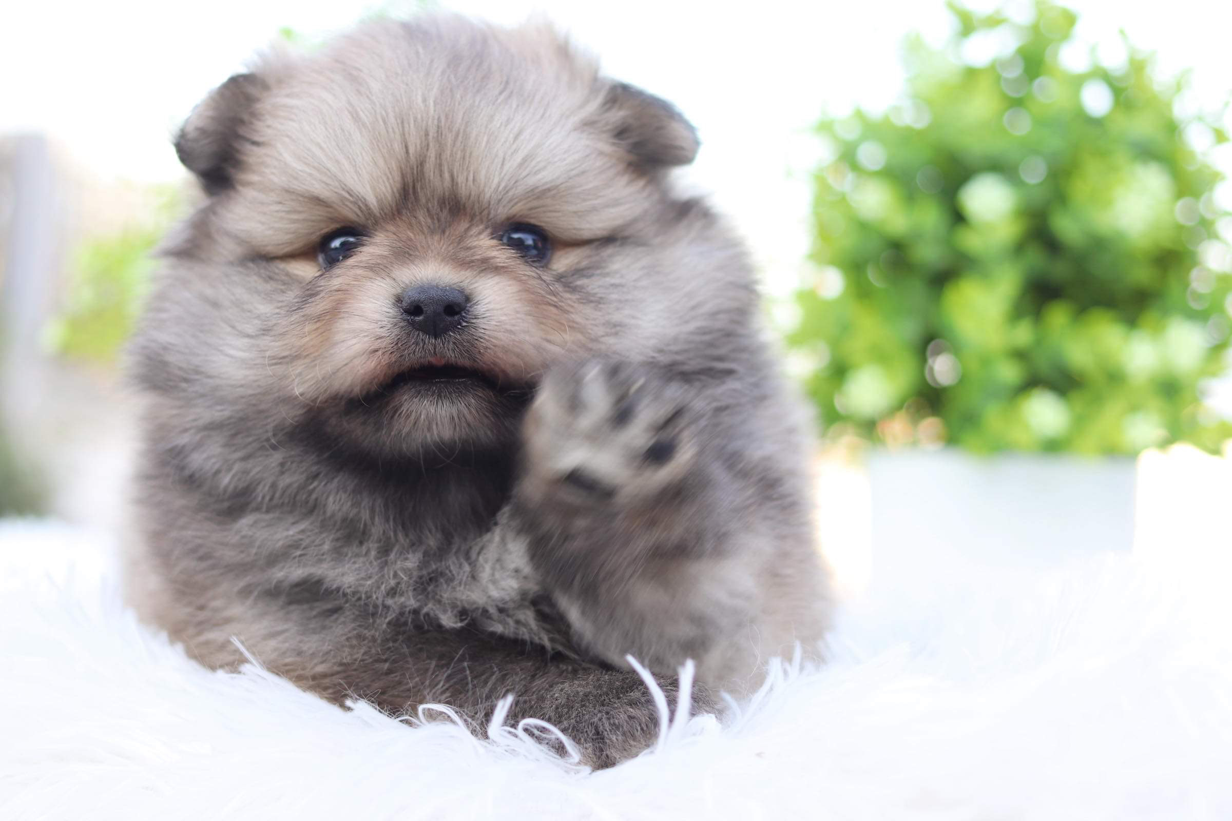 ปอมเมอเรเนียน เพศเมีย