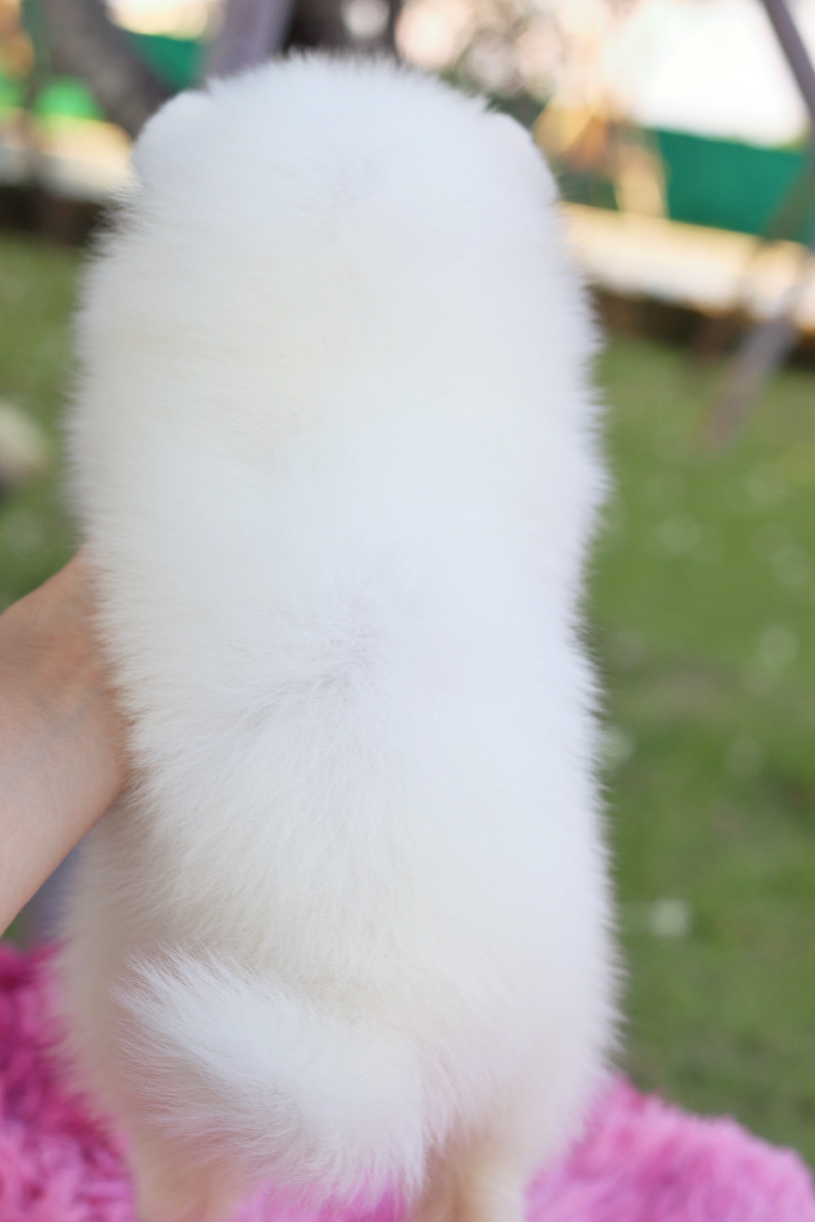 ปอมเมอเรเนียน เพศเมีย สีขาวครีม หน้าฟ็อก