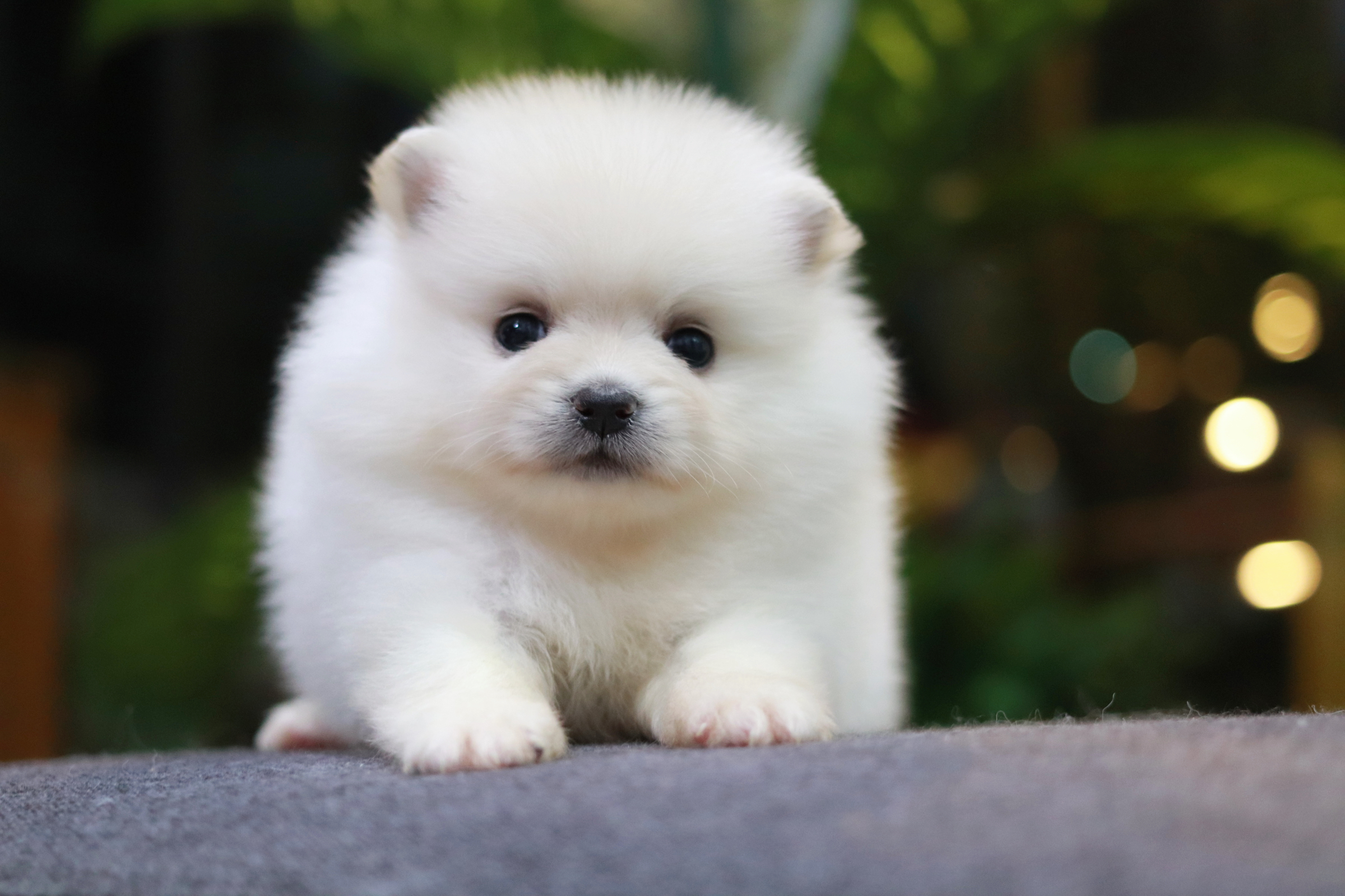 ปอมเมอเรเนียน เพศเมีย