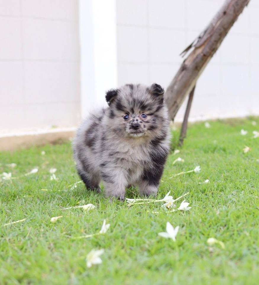 ปอมเมอเรเนียน เพศผู้ สีเมอเร่ (Chocolate Merle)