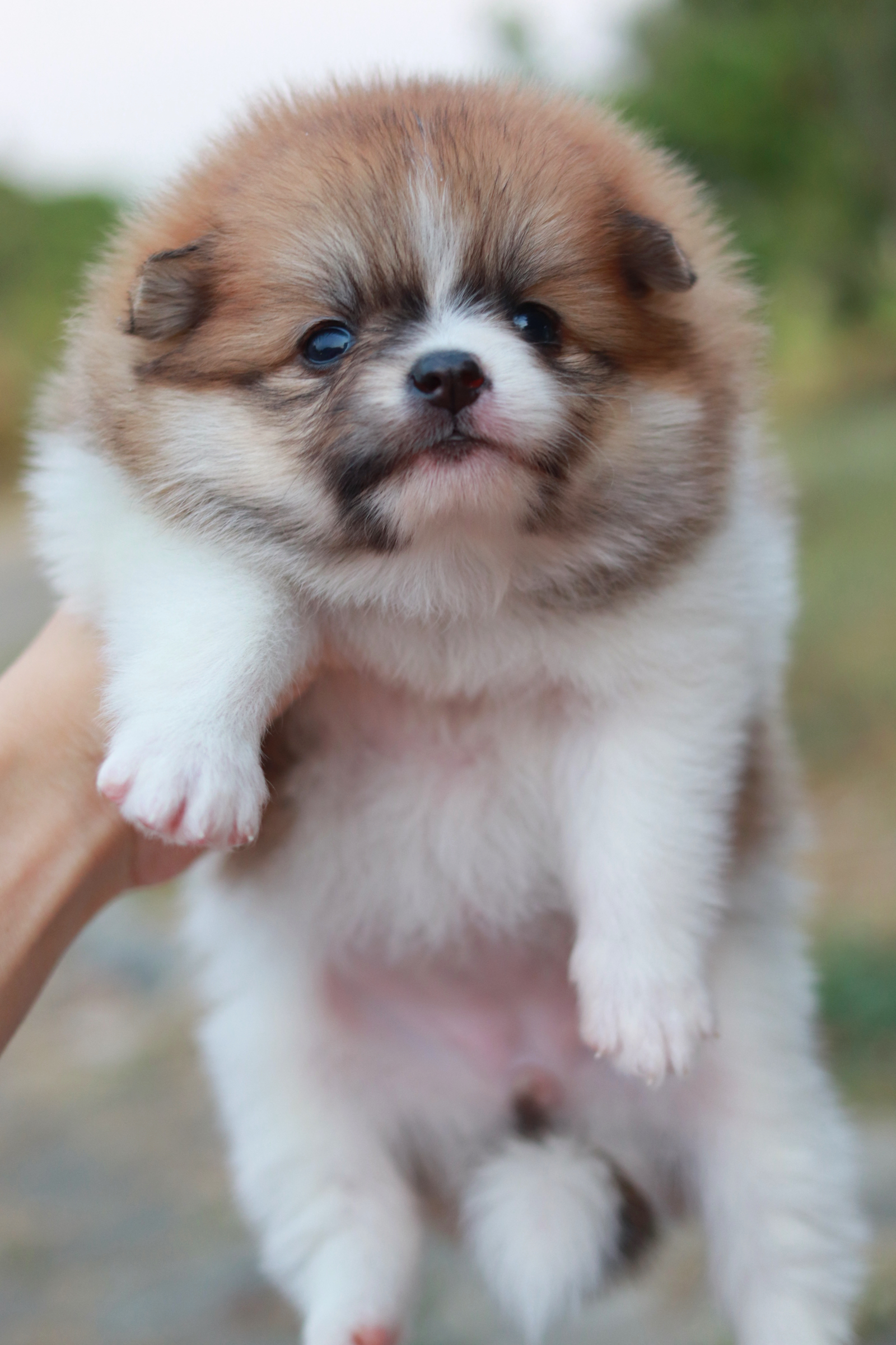 ปอมเมอเรเนียน เพศเมียแฟนซี